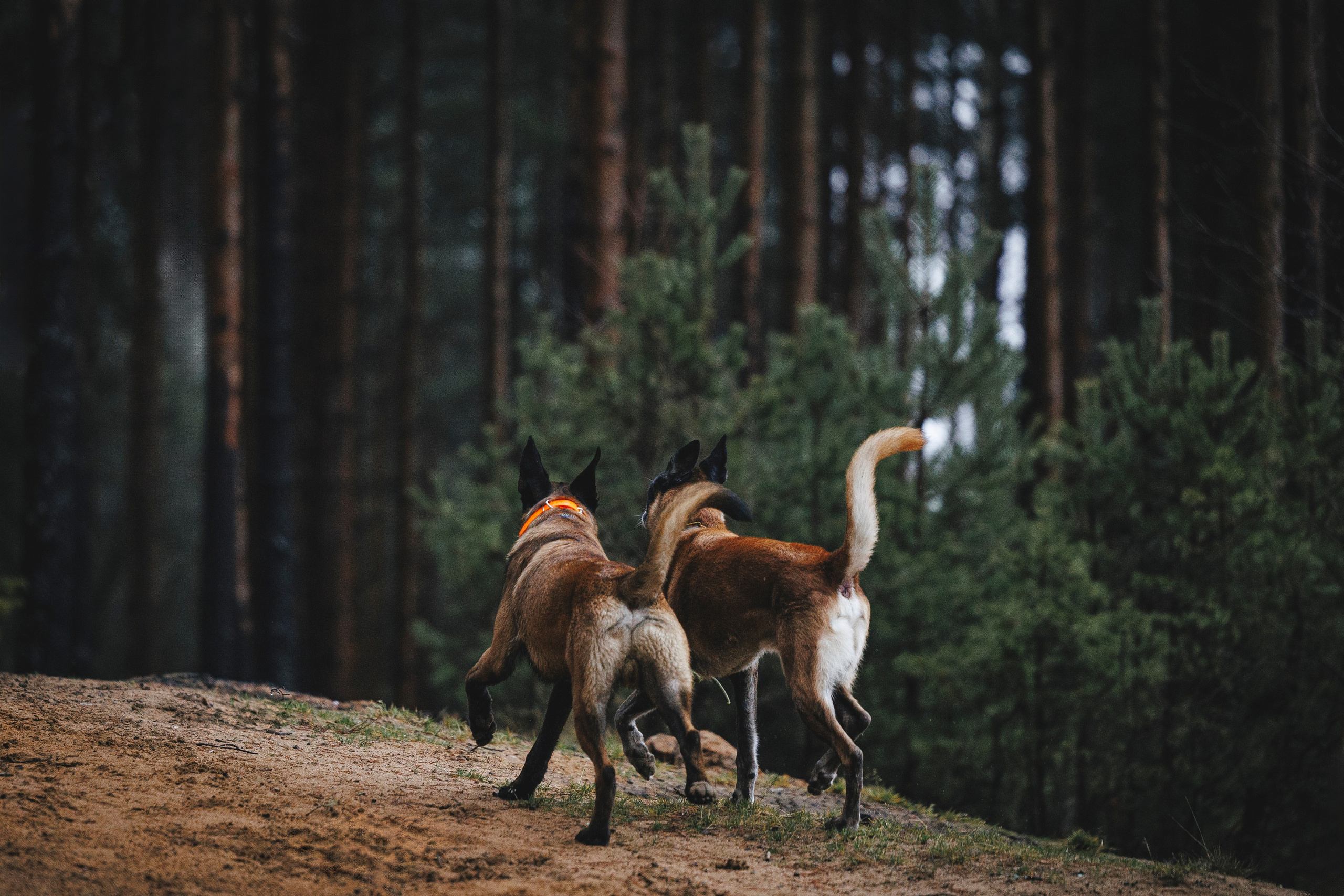 Омен, Айс и Рицу. Фотограф-анималист Анна Маринич