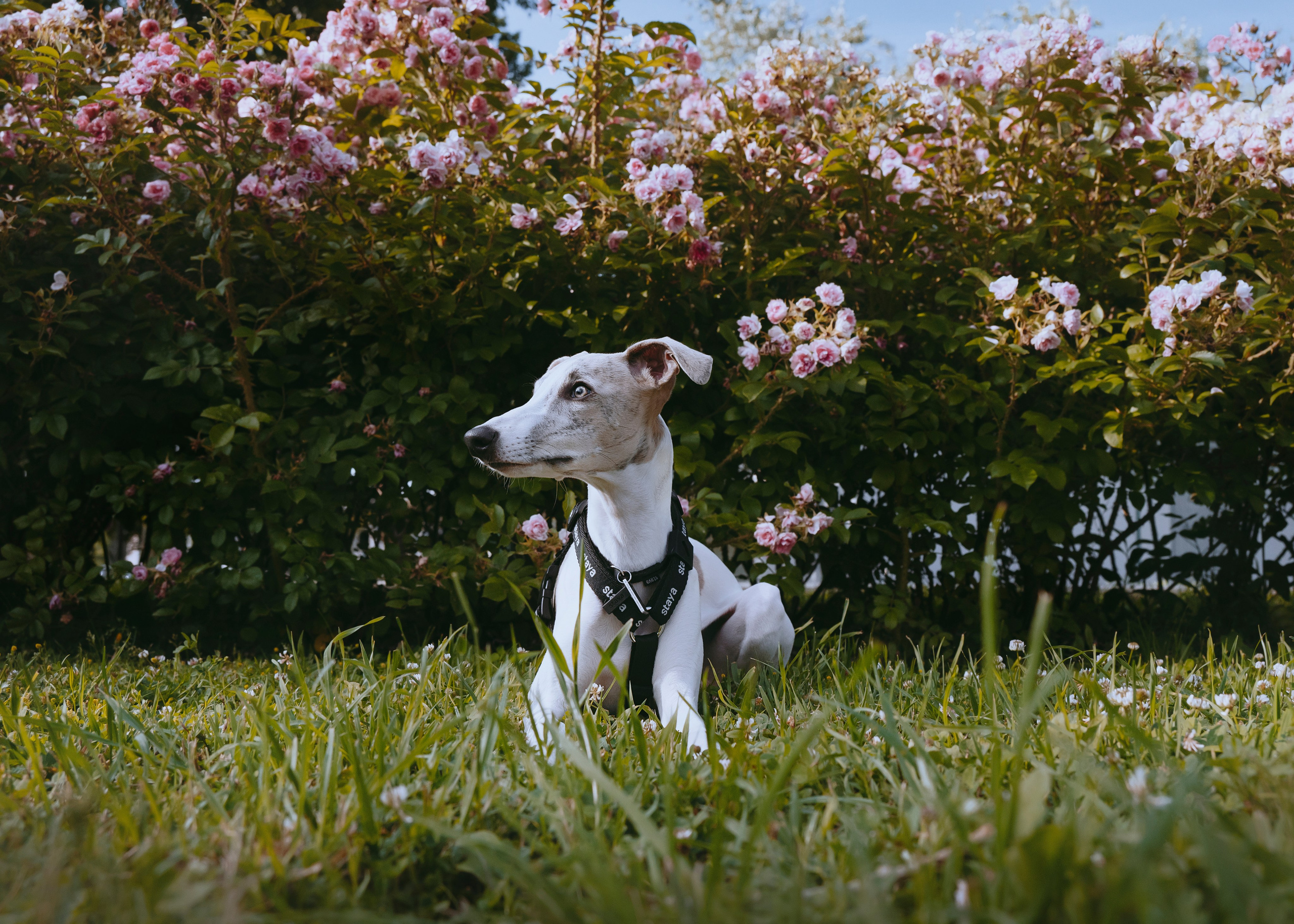 Ветка. Фотограф- анималист Александра Матвеева