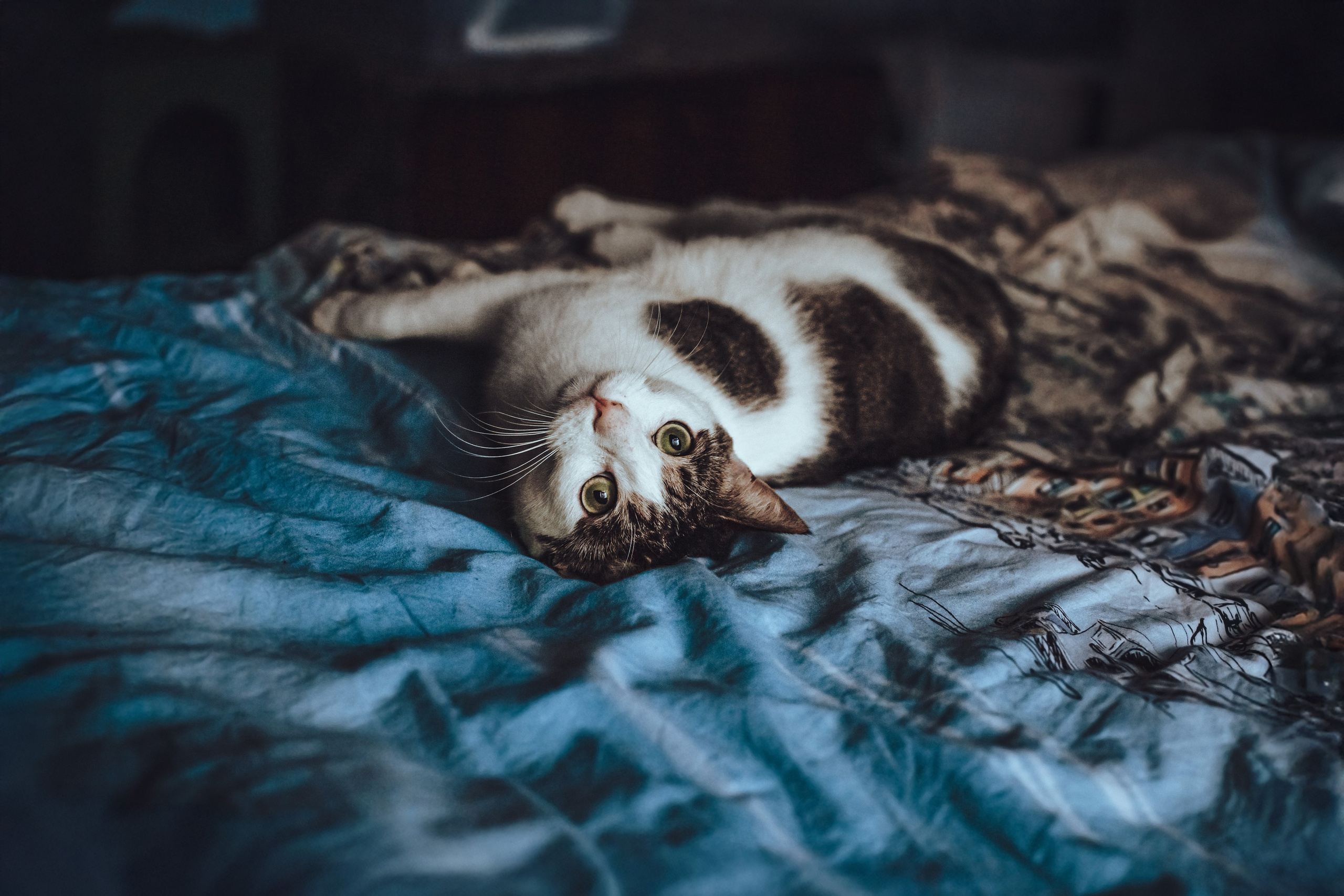 Кошки в поиске дома 2025. Фотограф-анималист Татьяна Степанова