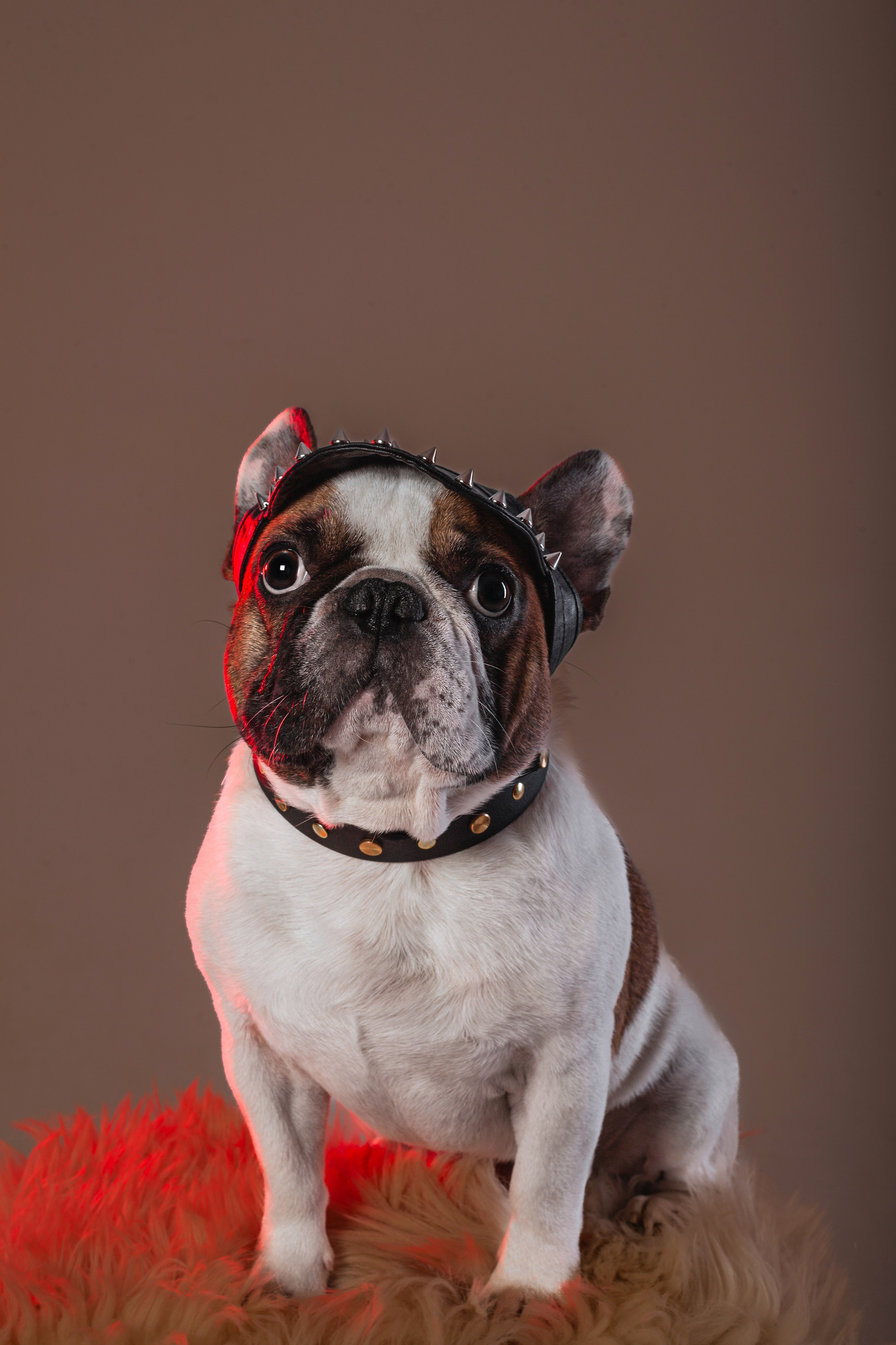 Студийная фотосессия с цветным светом. Фотограф-анималист Татьяна Степанова