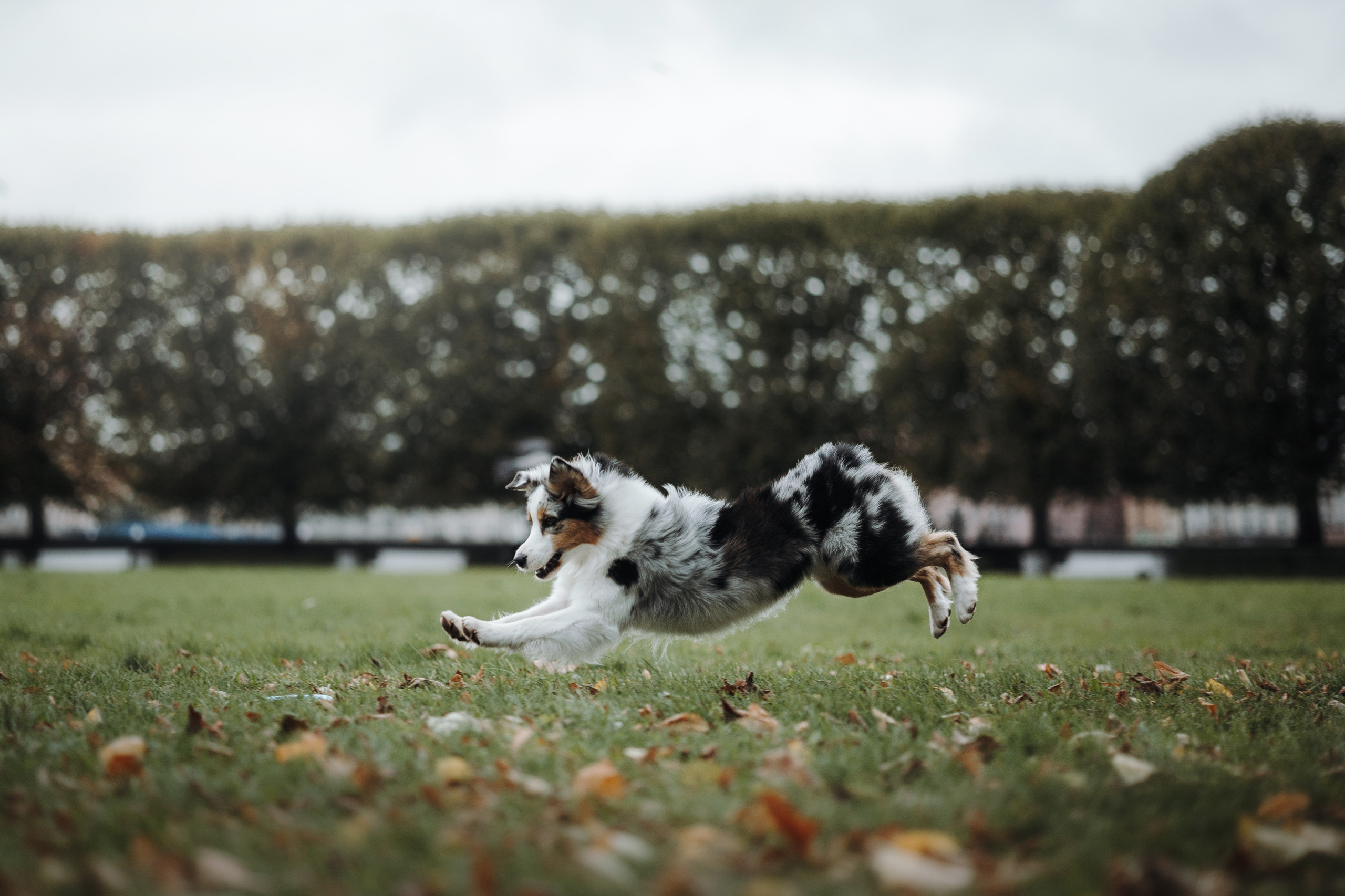 Ирина и Кайса. Фотограф — Анималист | Санкт-Петербург