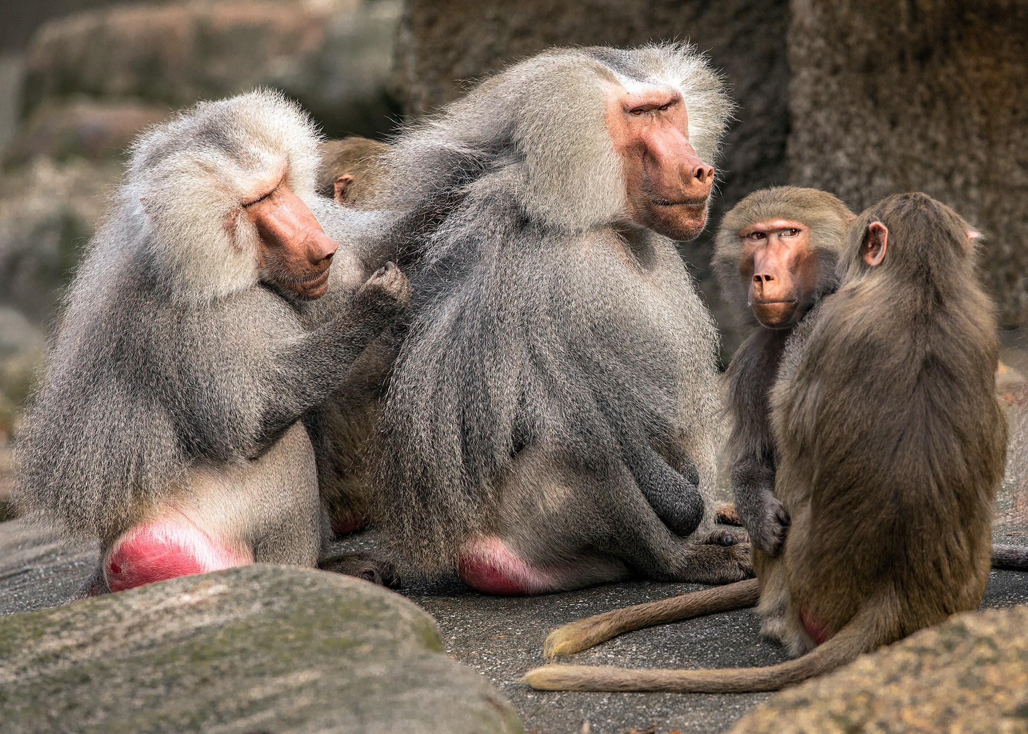 ЗООПАРК. Фотограф Владимир Остапенко