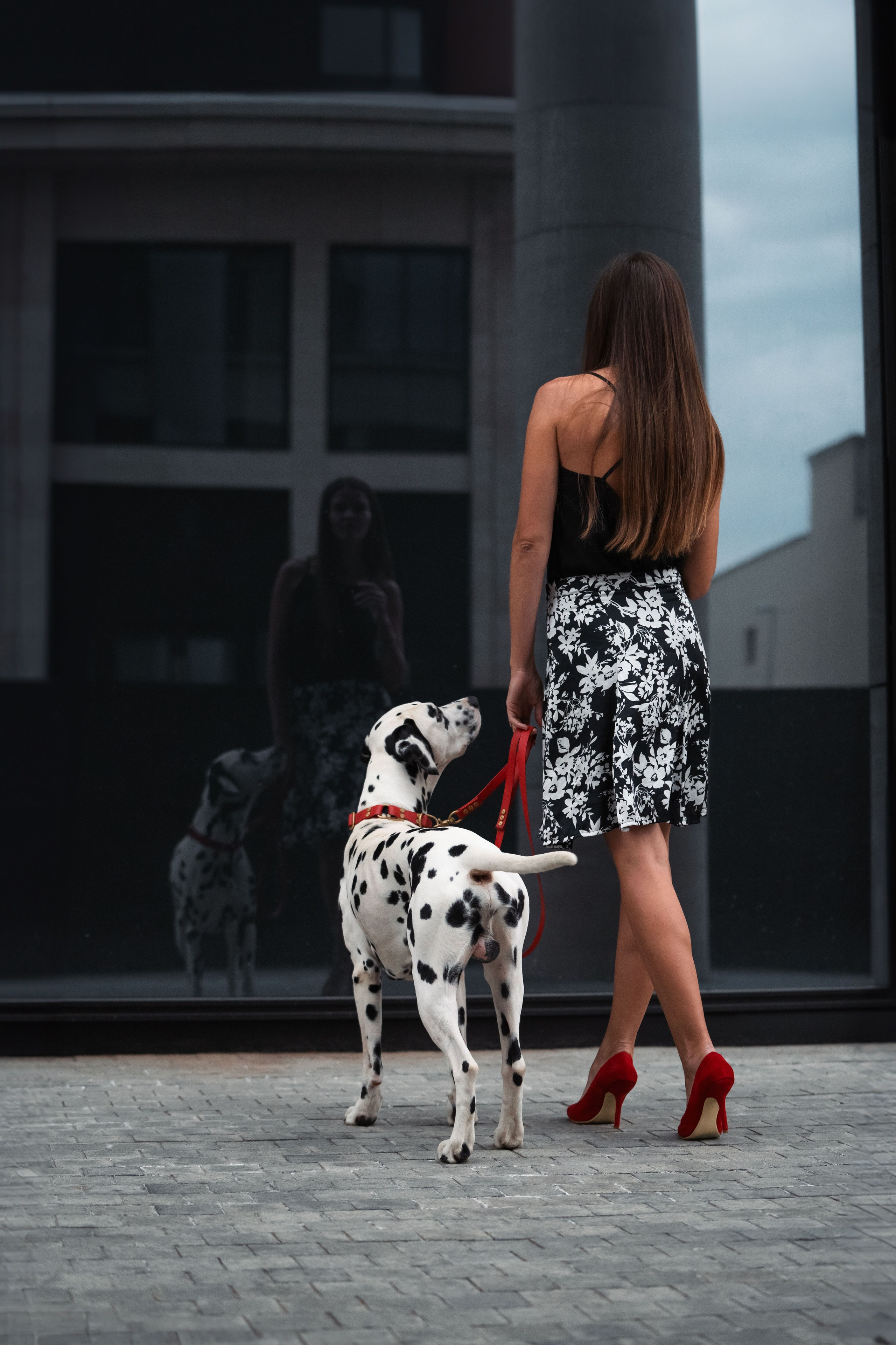 1 Далматин. Фотограф анималист