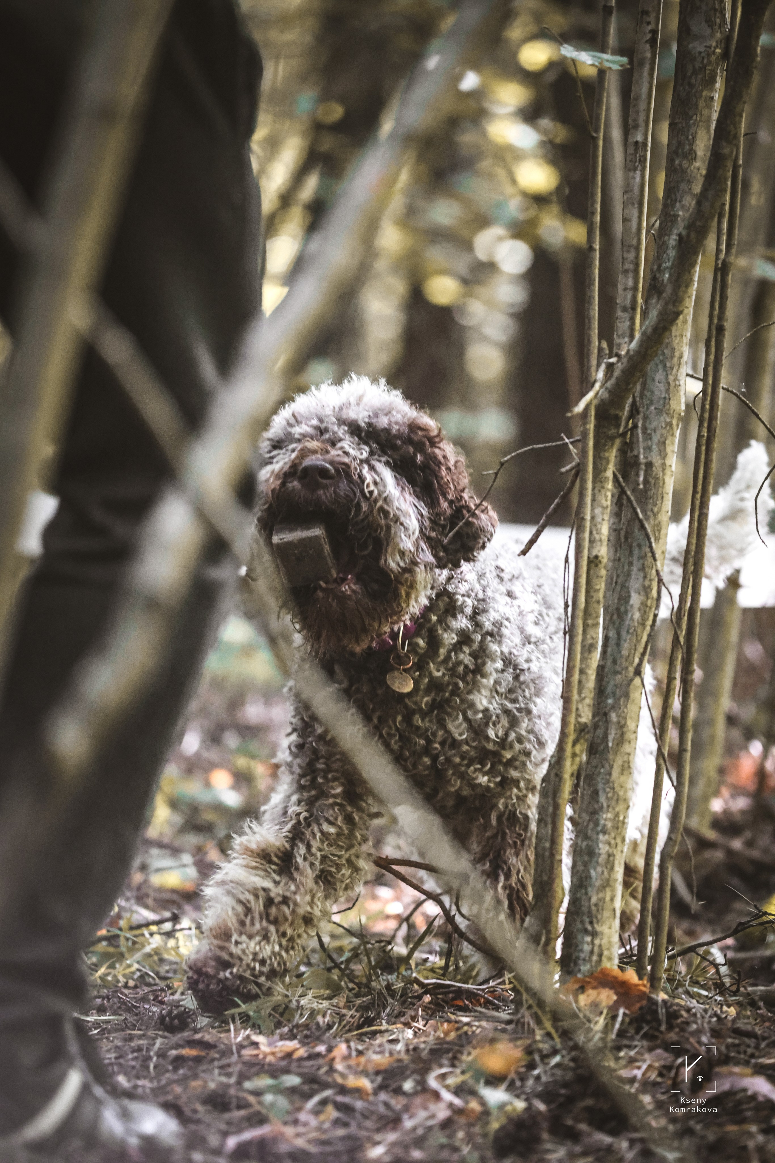Съемка собак. Анималистика. Репортаж. Индивидуальная съемка