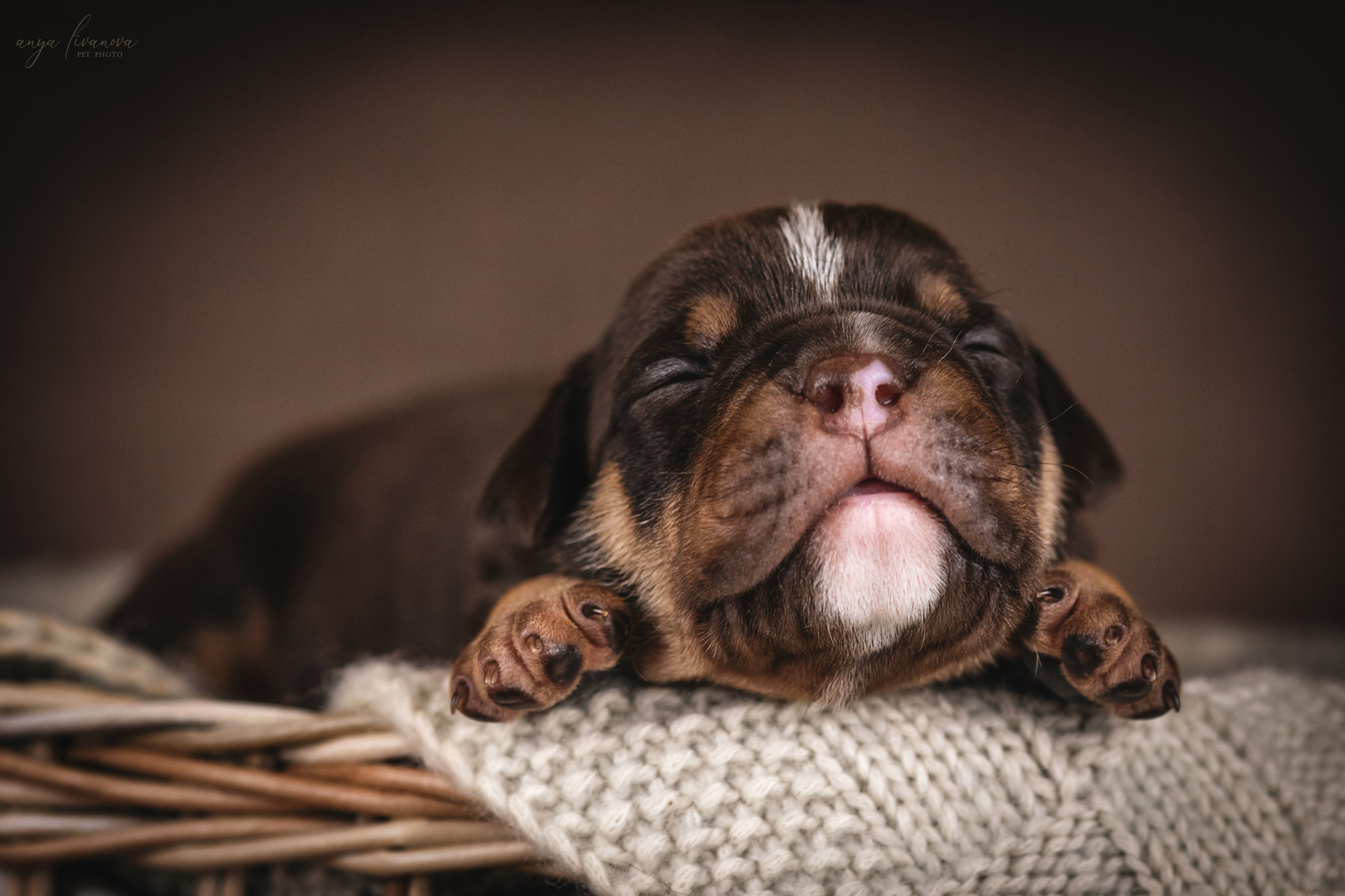 Амбулли. Фотограф анималист Аня Ливанова | Рыбинск