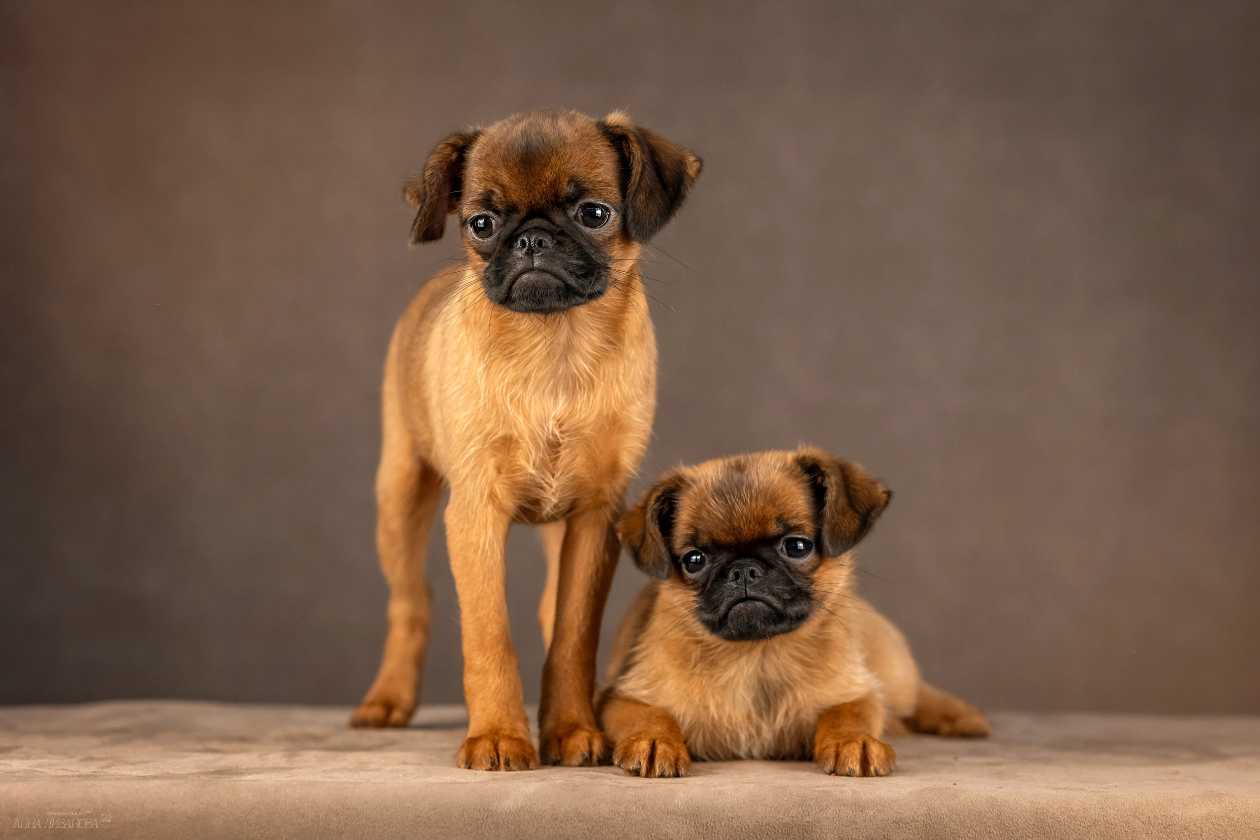 Гриффончики. Фотограф анималист Аня Ливанова | Рыбинск