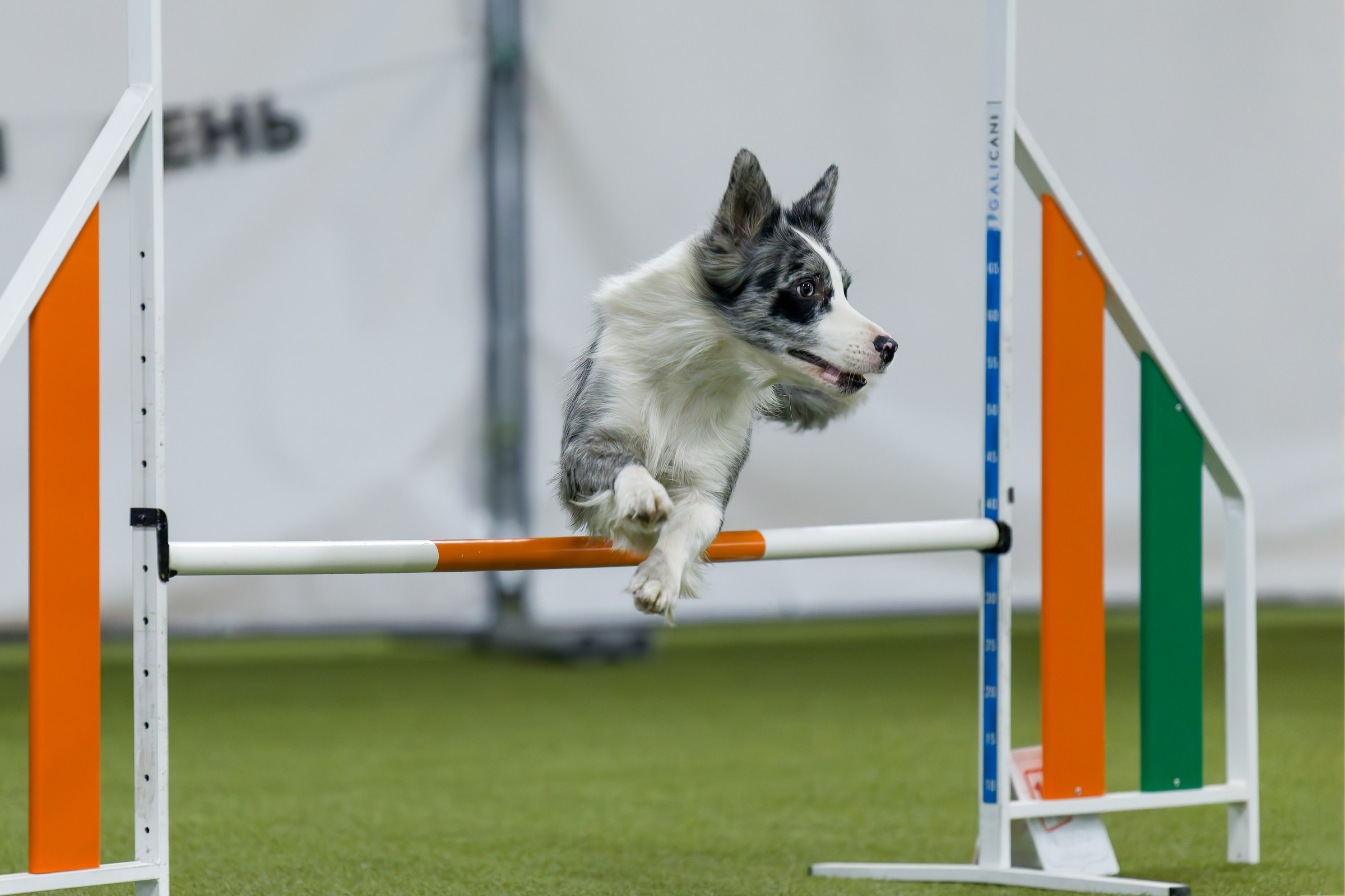 День рождения Пёсбурга — февраль 2025. Irenephoto.ru