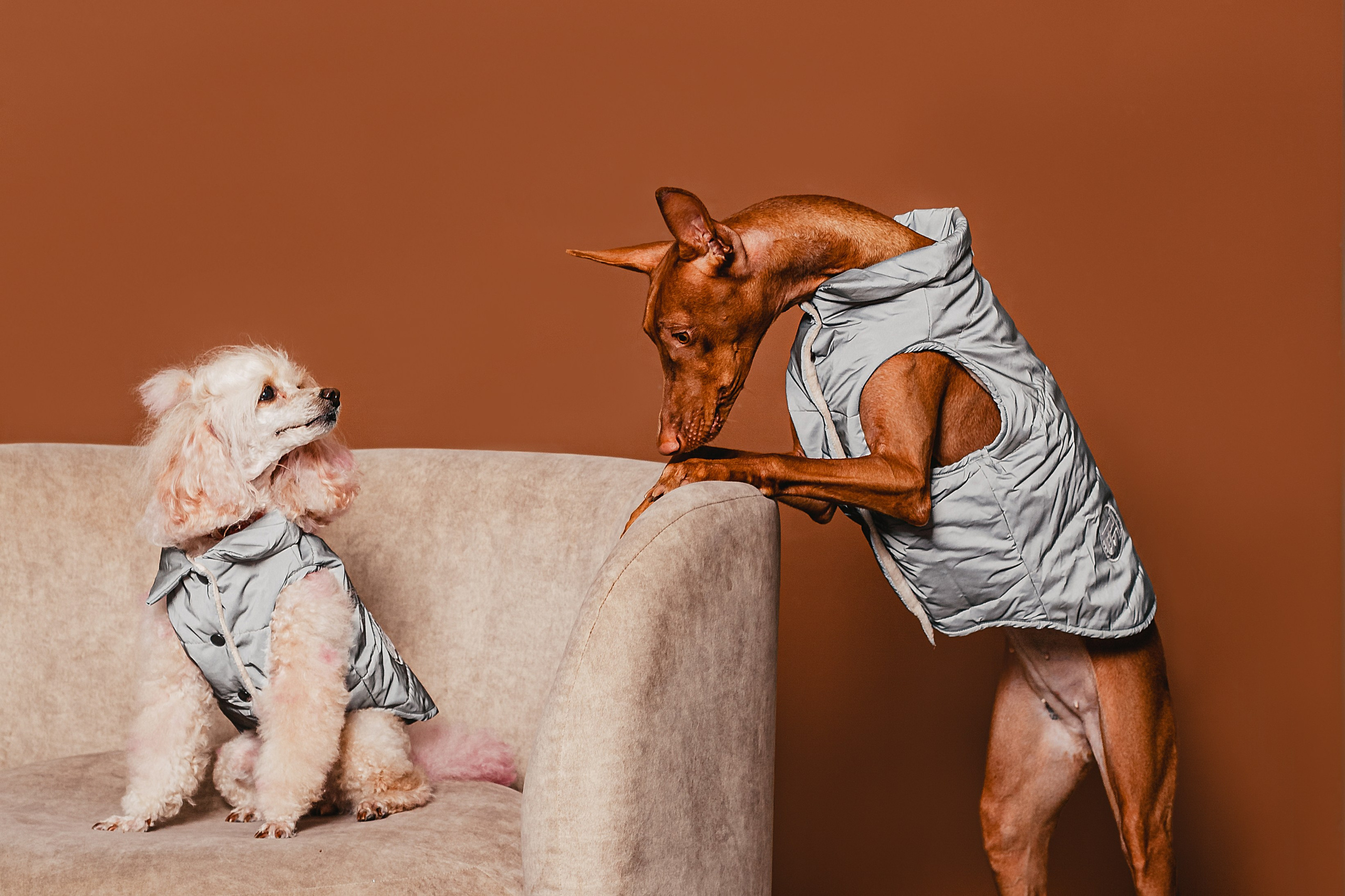 Съемка для бренда TEDDYBOY. Фотограф-анималист Татьяна Степанова