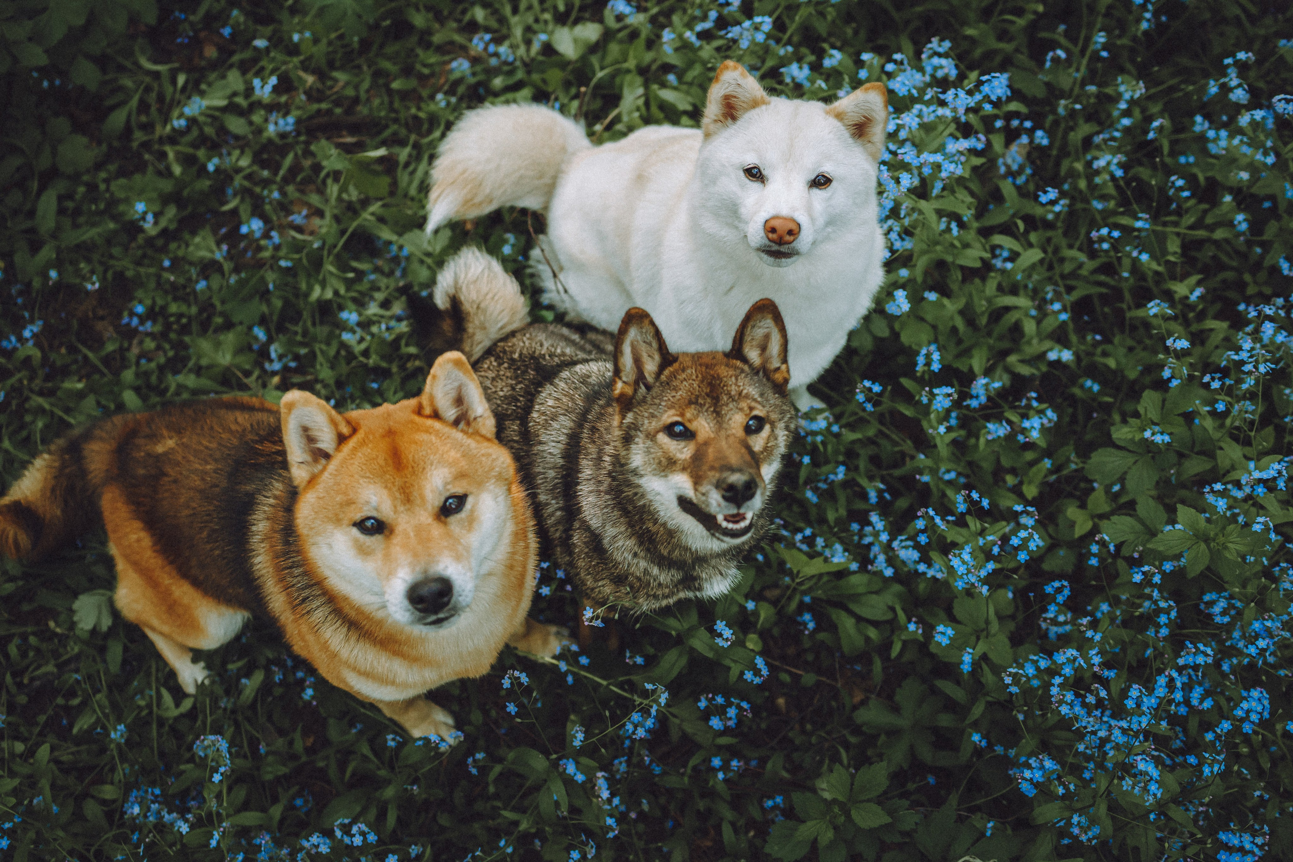 Шед, Цири, Чиби, Цера и их семья