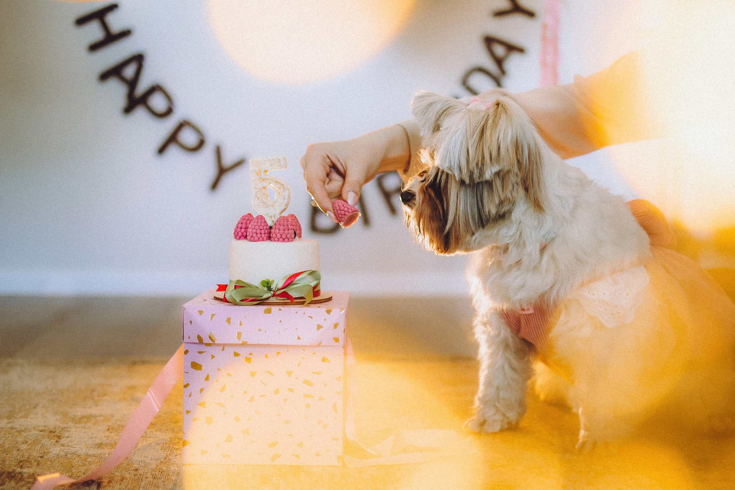 День Рождения Шу