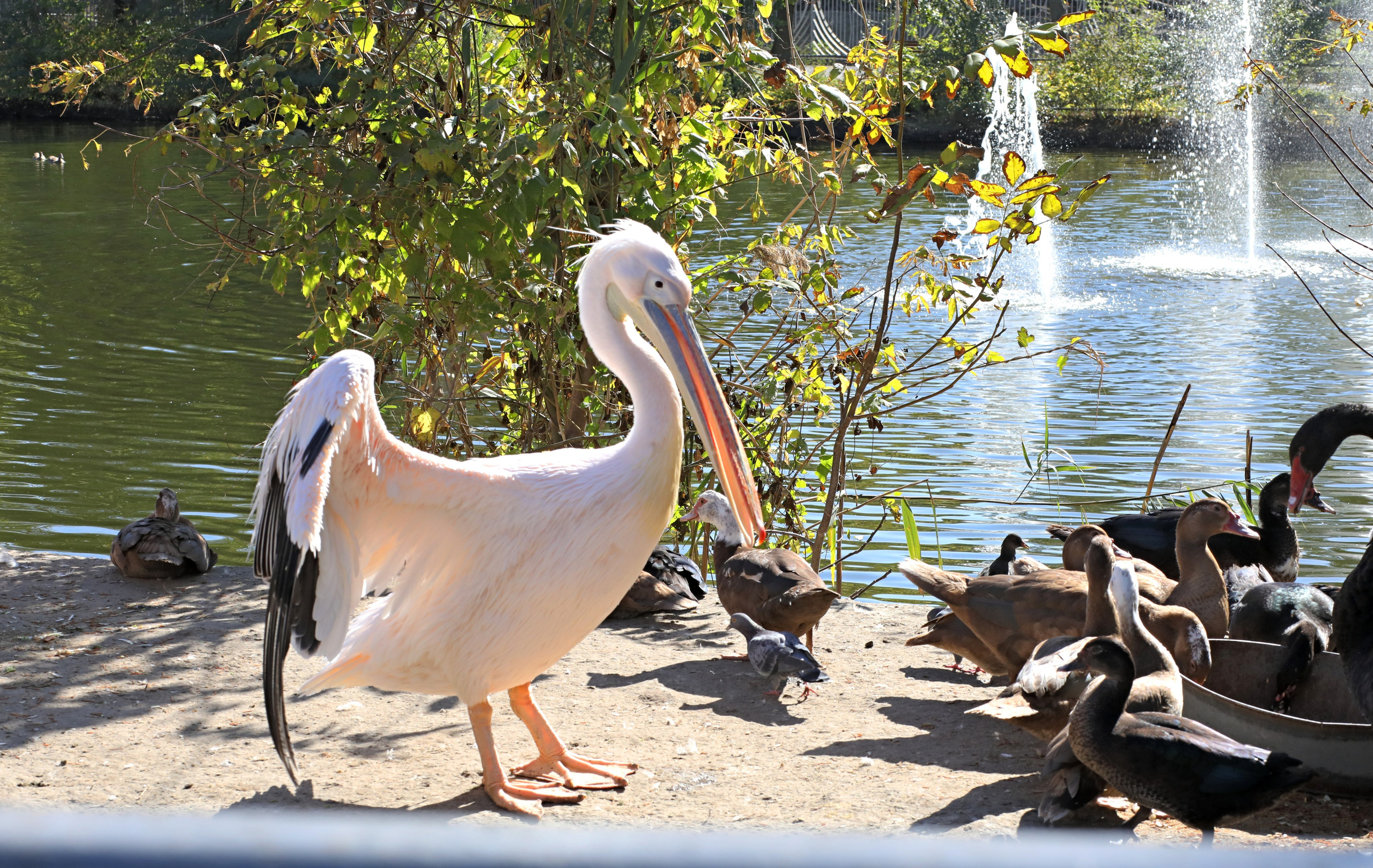 Ростовский зоопарк. Фото-художник и Репортажный фотограф Николаев Александр Алексеевич