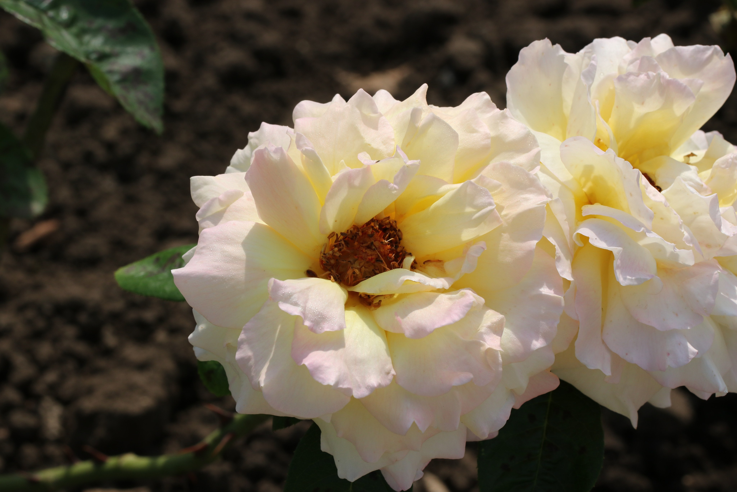Долина роз в Кисловодске. Фото-художник и Репортажный фотограф Николаев Александр Алексеевич