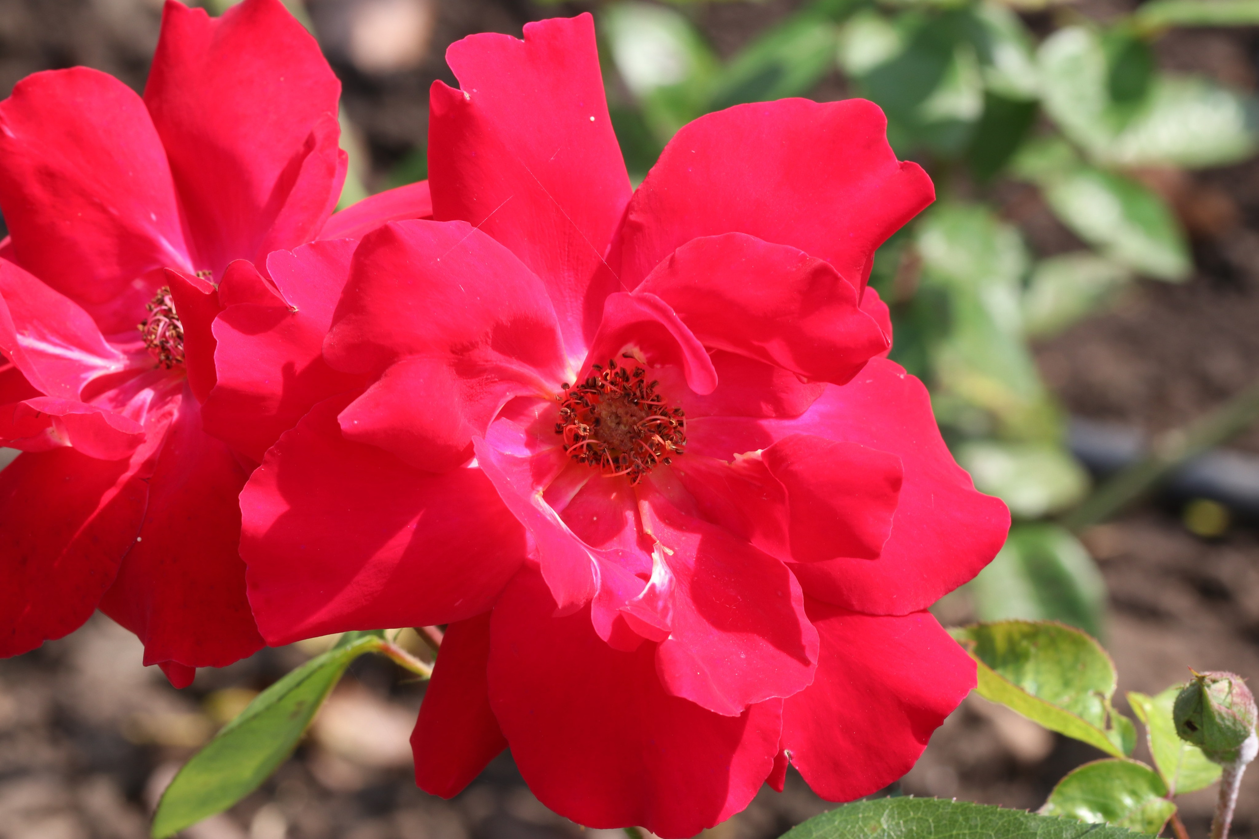 Долина роз в Кисловодске. Фото-художник и Репортажный фотограф Николаев Александр Алексеевич