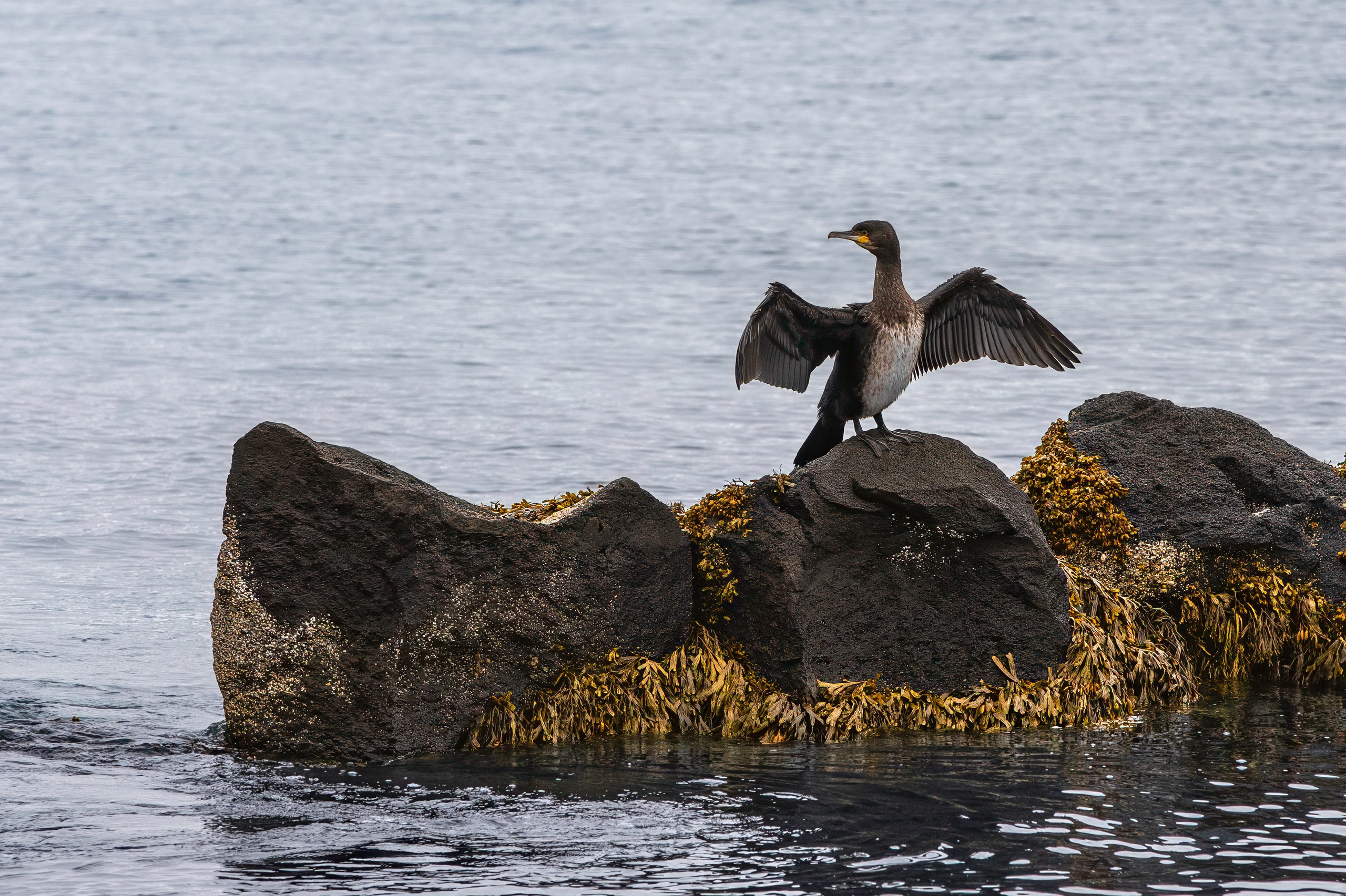 Птицы (коллекция). Фотограф Владимир Остапенко