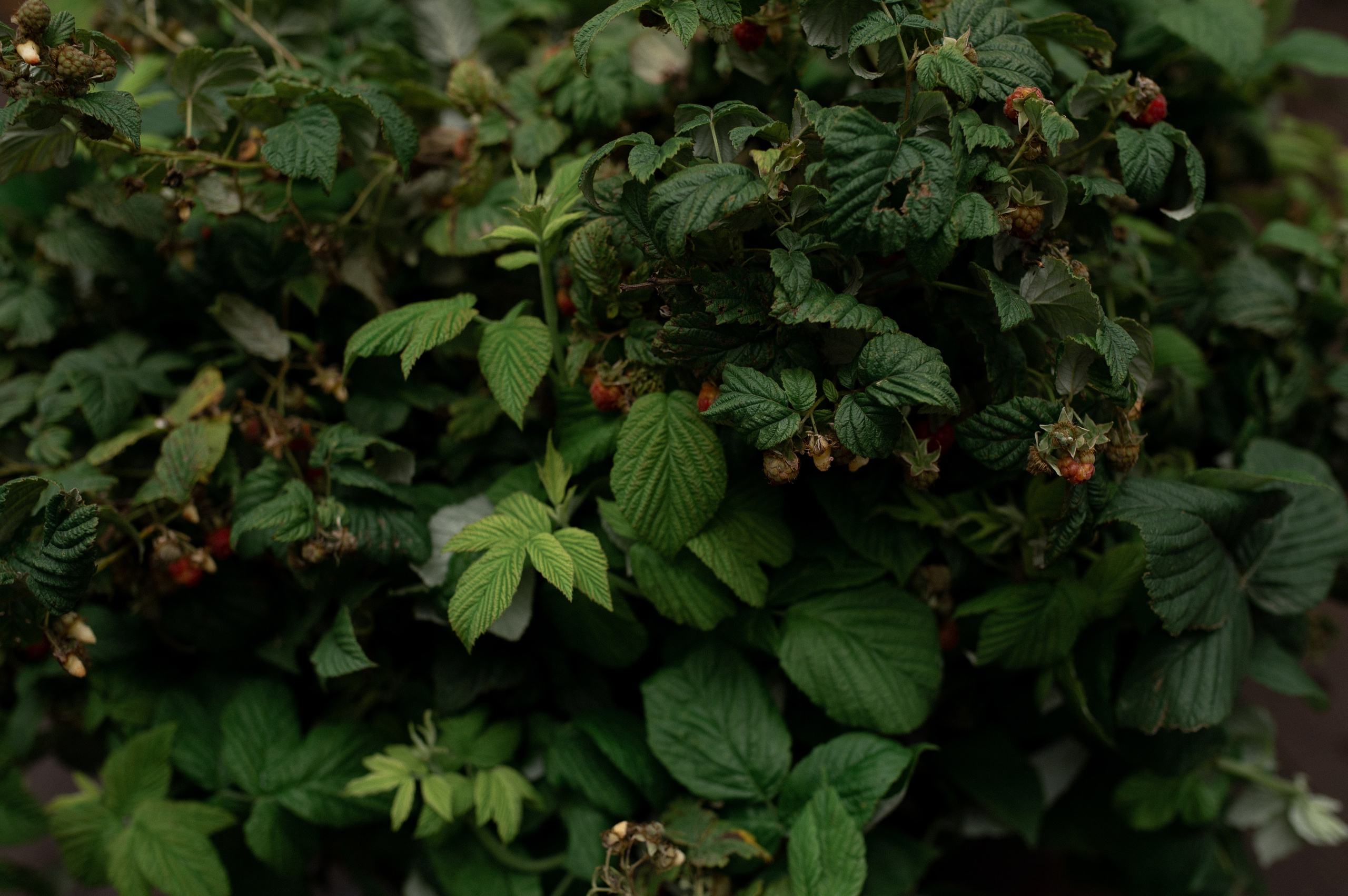 Коля & Вика. Оформление свадеб, декор свадеб Вера Маркова, Москва