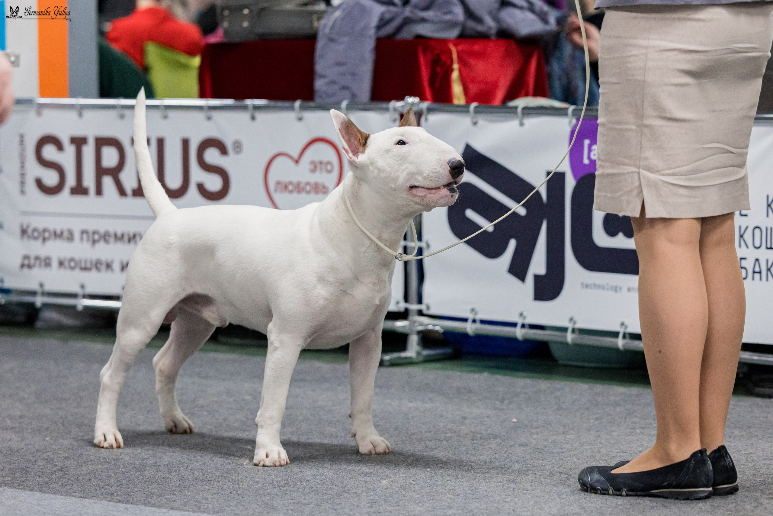 Сфера 28.01. и 4.02.2024. Фотограф-анималист Юлия Германика