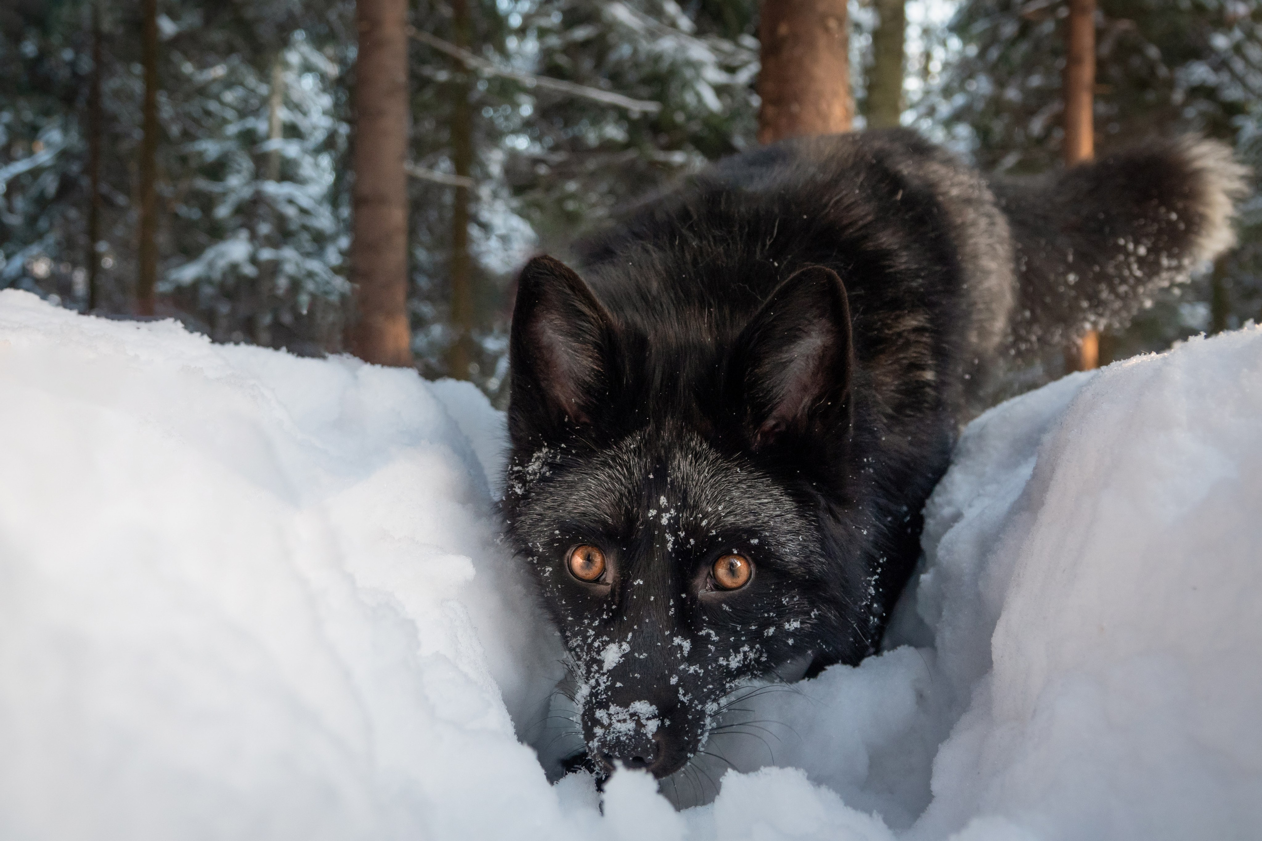 Фотограф-анималист в Москве Юлия Лайхо