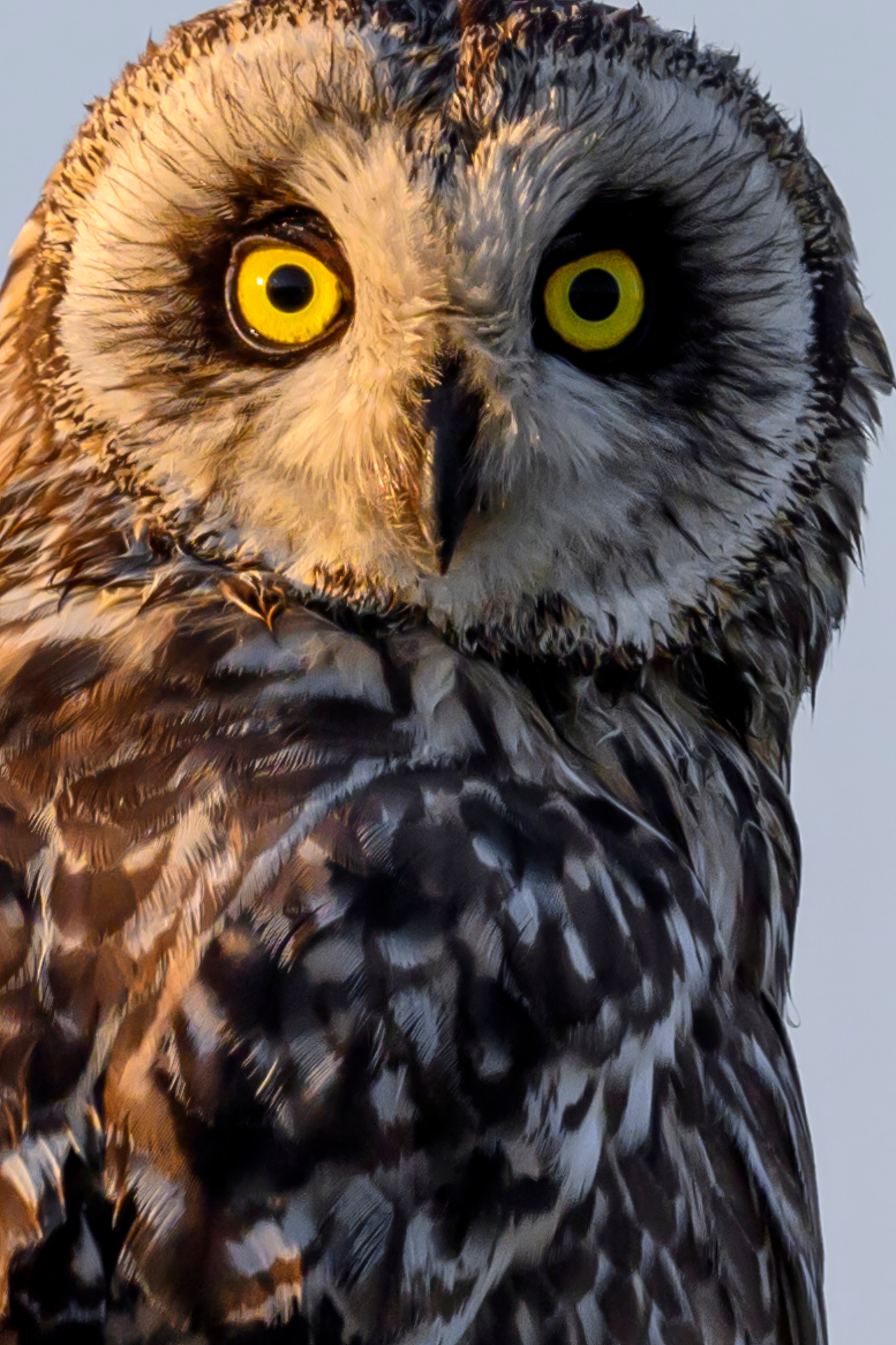 Совы и веретенники. Фотограф Сергей Пупонин