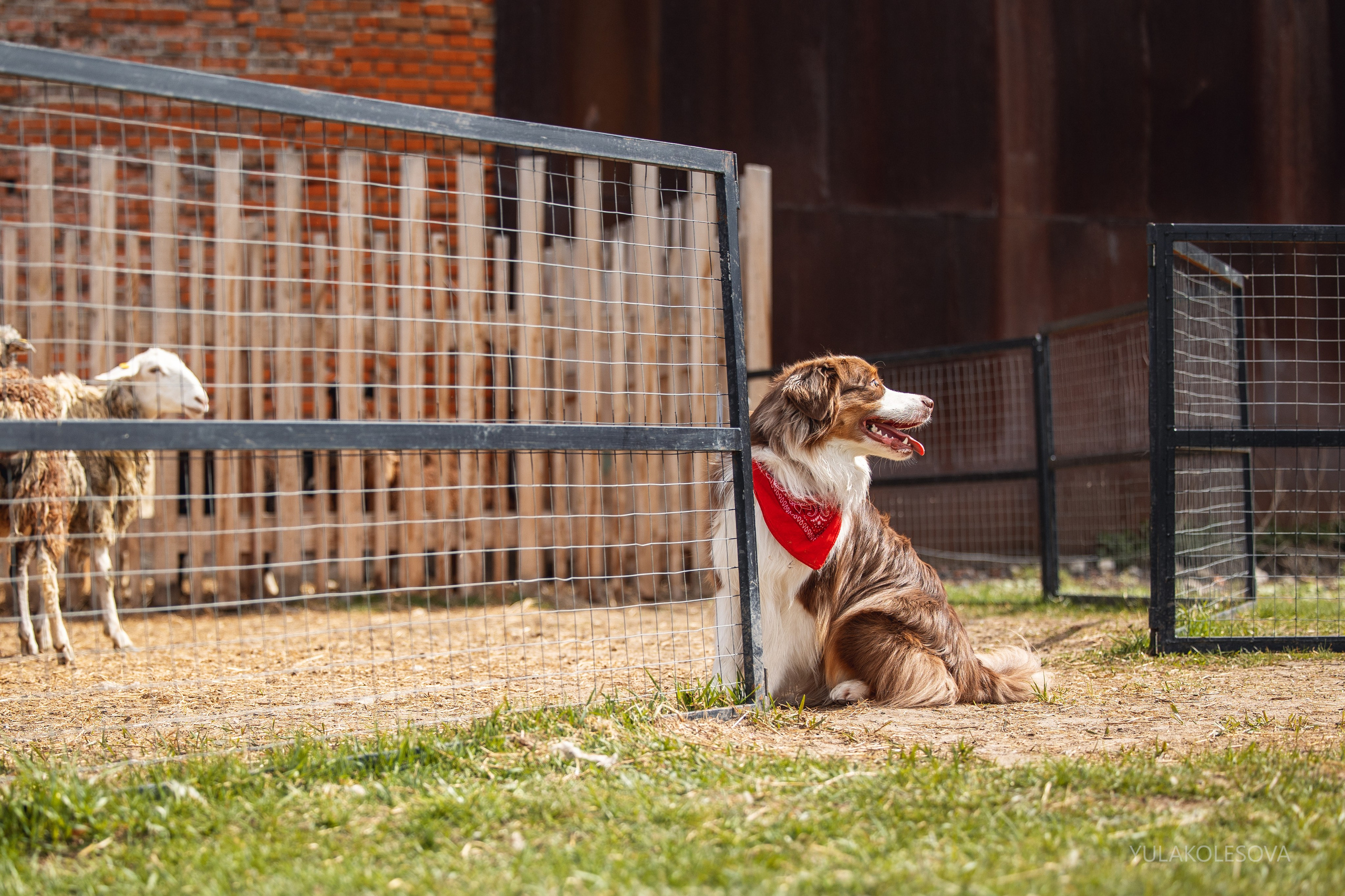 Аусси день 15.05.2024. YULA KOLESOVA | Фотограф — Анималист | Художник | Тюмень
