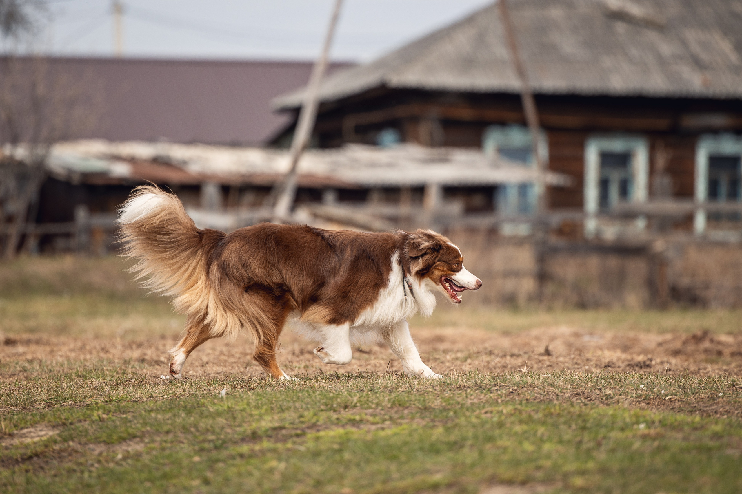 Анна и Вуди. YULA KOLESOVA | Фотограф — Анималист | Художник | Тюмень