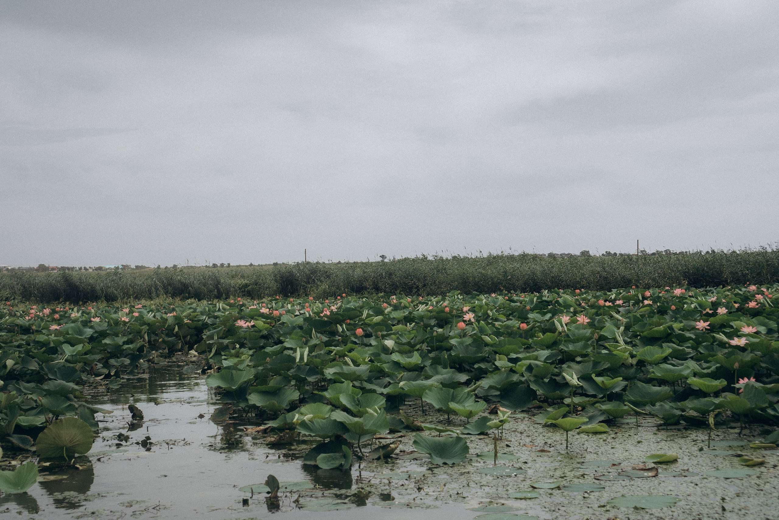 ЛОТОСОВАЯ ПОЛЯНА. Профессиональный фотограф, Санкт-Петербург — Виктория Богомолова