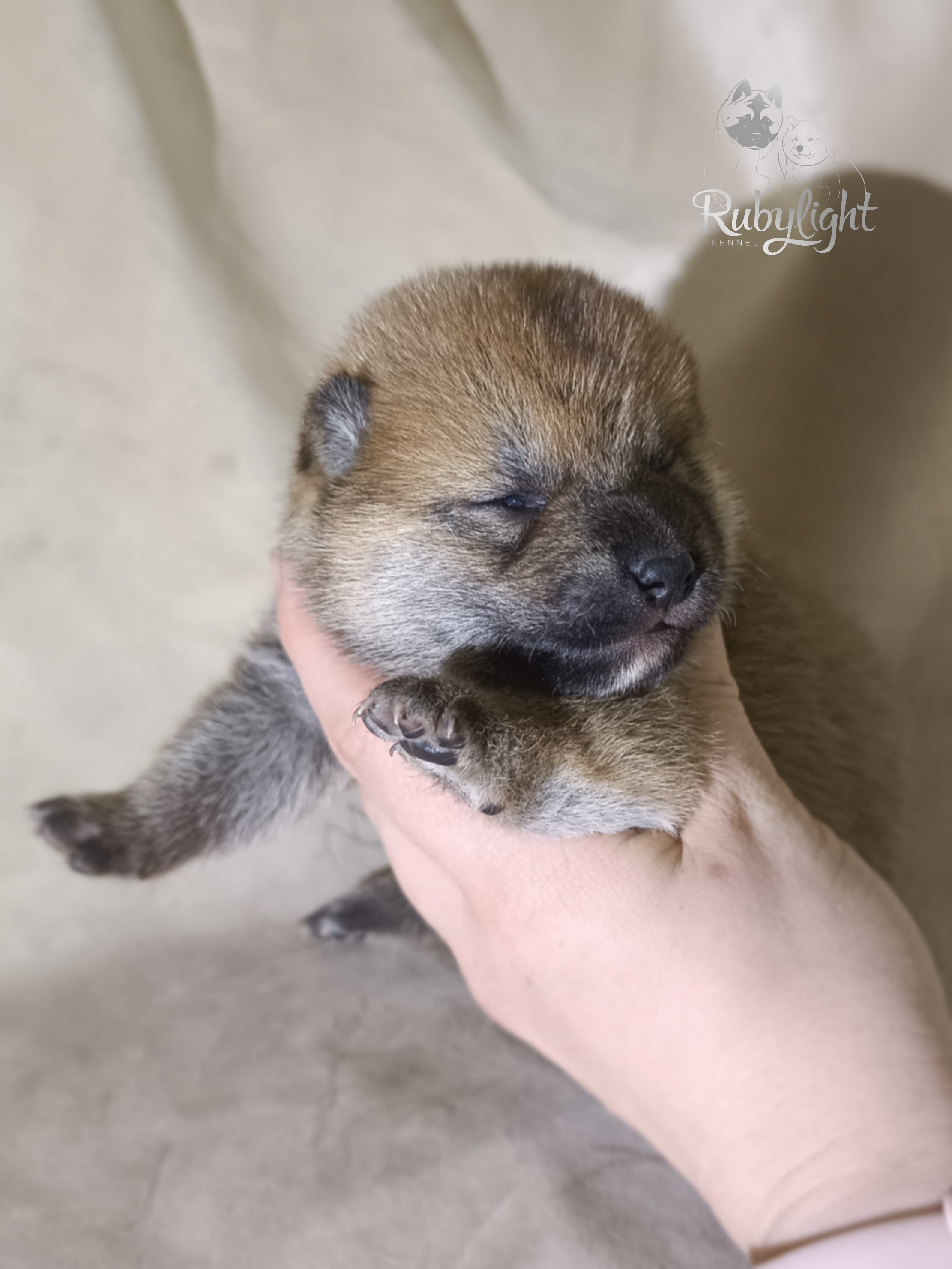 сиба питомник Рубилайт щенки на продажу rubylight  сиба щенки купить СПб Санкт-Петербург 