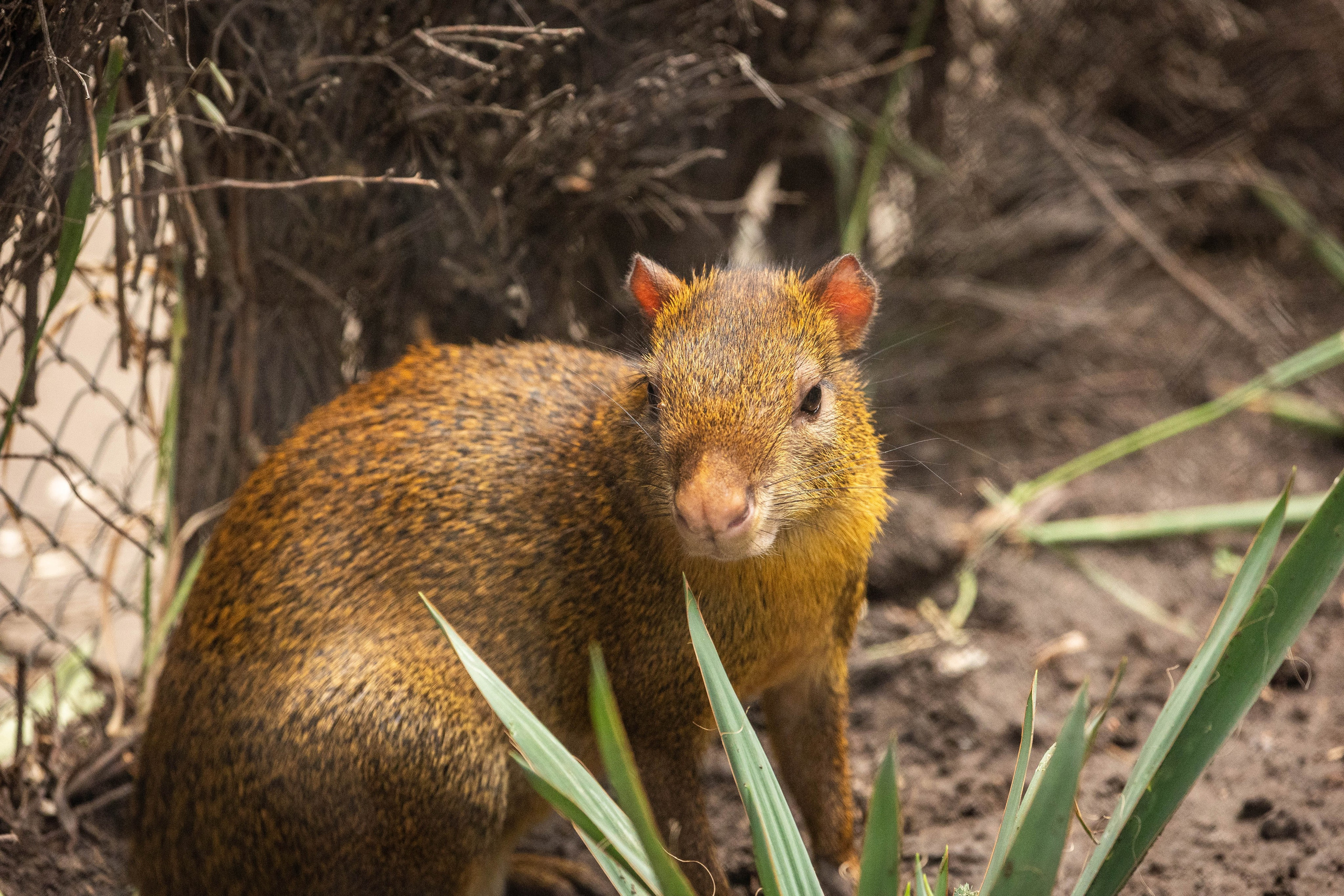 Зоопарк Малинки. Фотограф-АниМалист Анна Абрамова