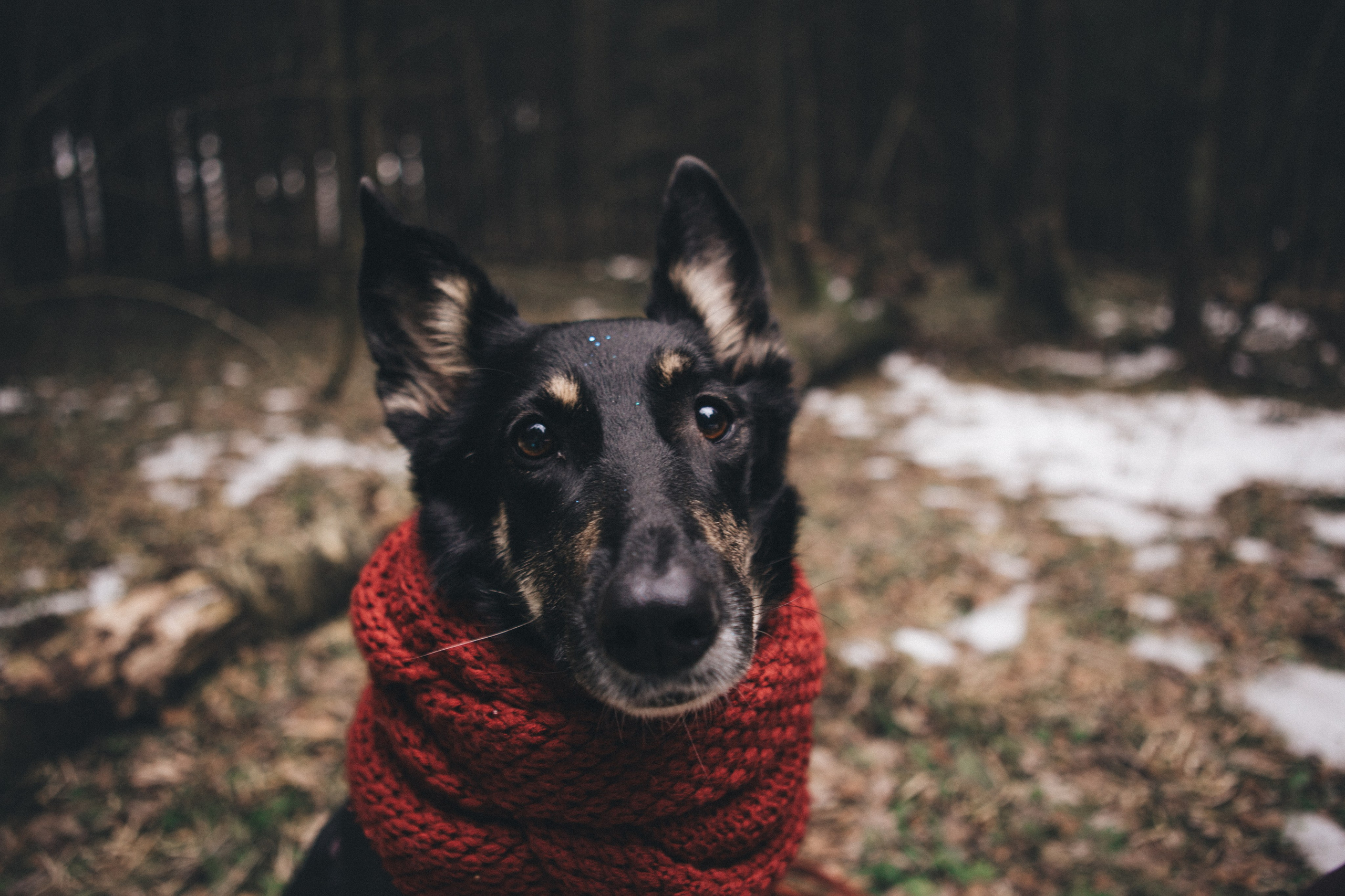 A cinematic tale of true love and unbreakable friendship between a man and a dog. Portrait, family and pet photographer in Cyprus, Ksenia Bourdelle