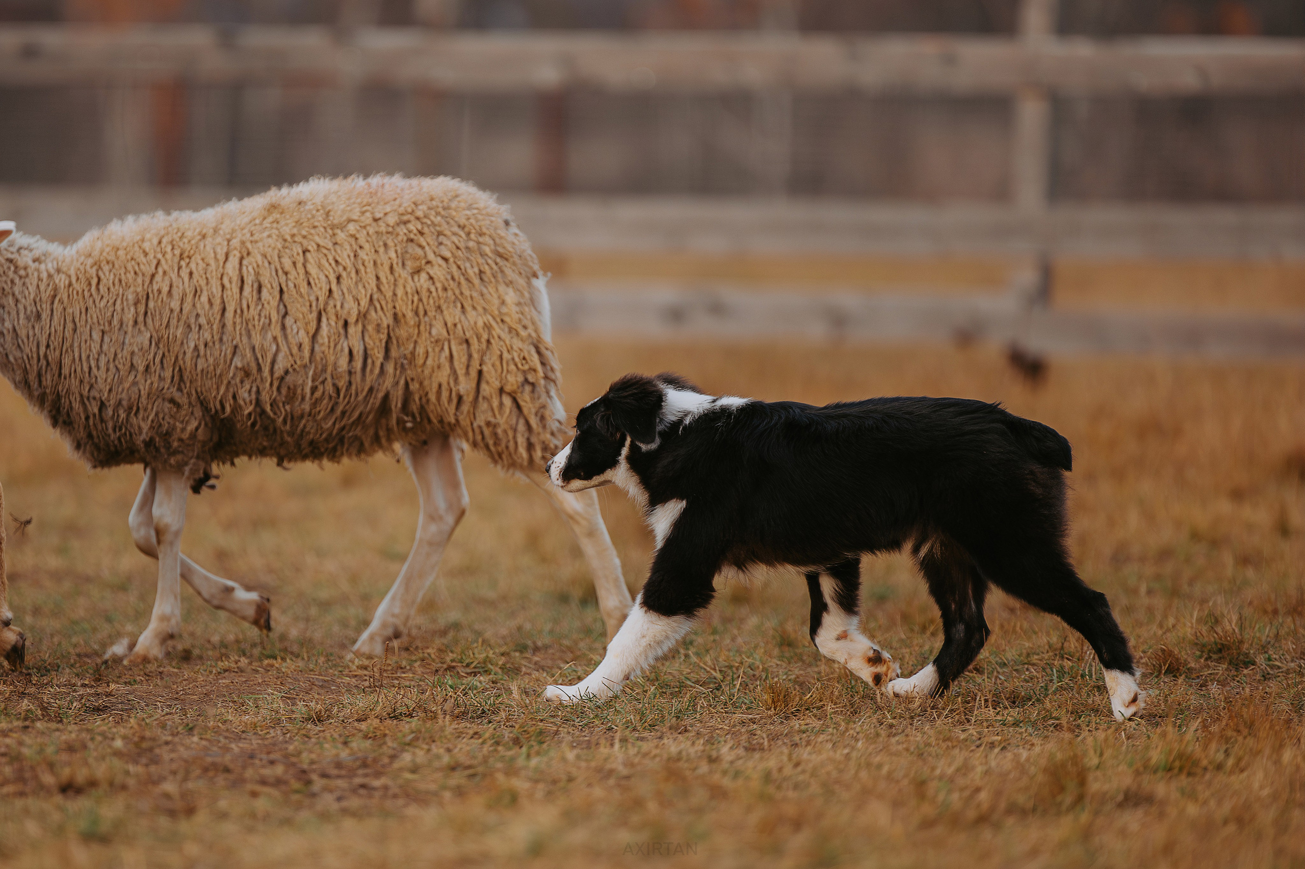 Кубрау. BLGKV питомник собак