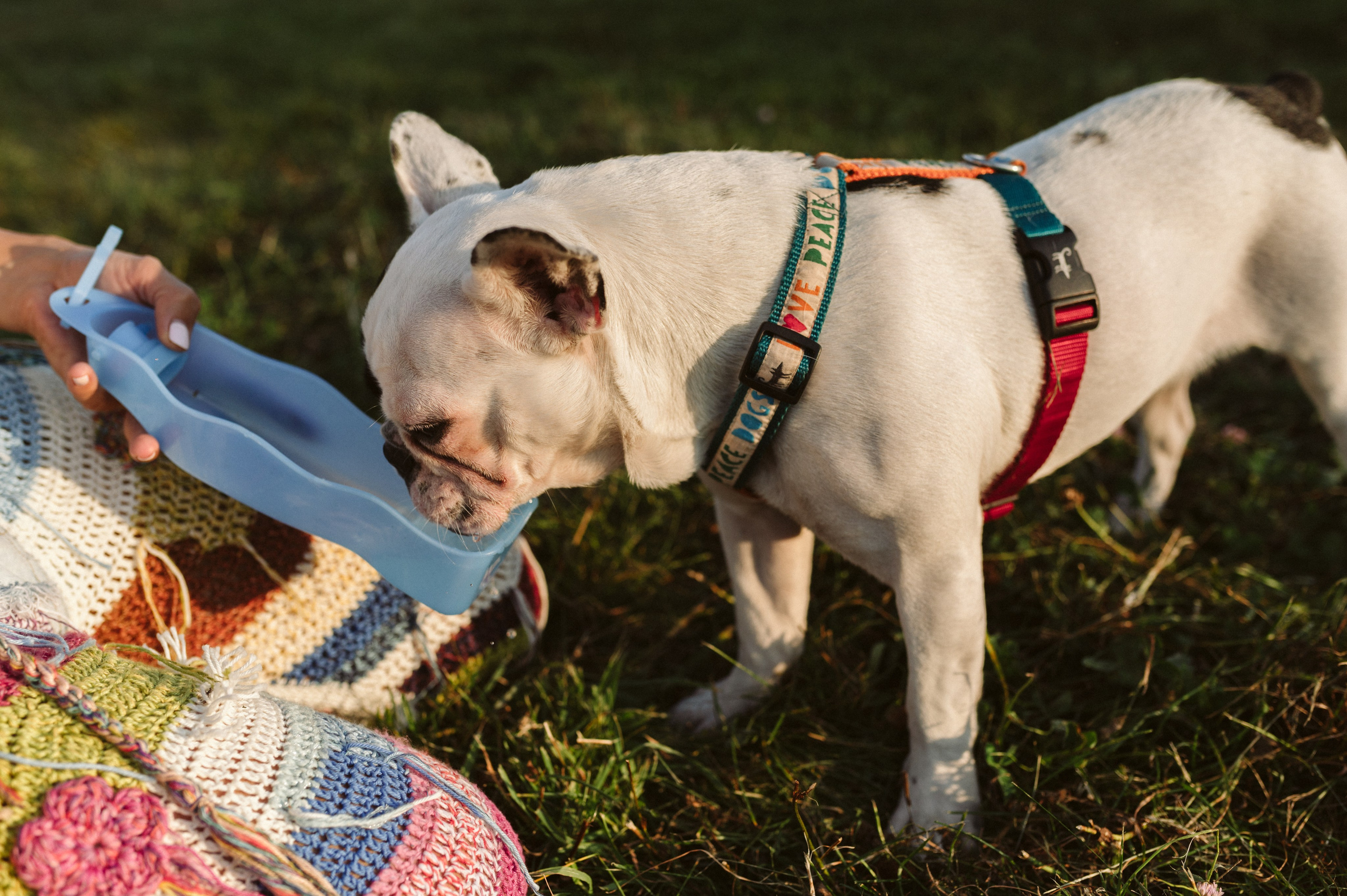 Инна и Белль. Фотограф анималист в Москве Ольга Агушева