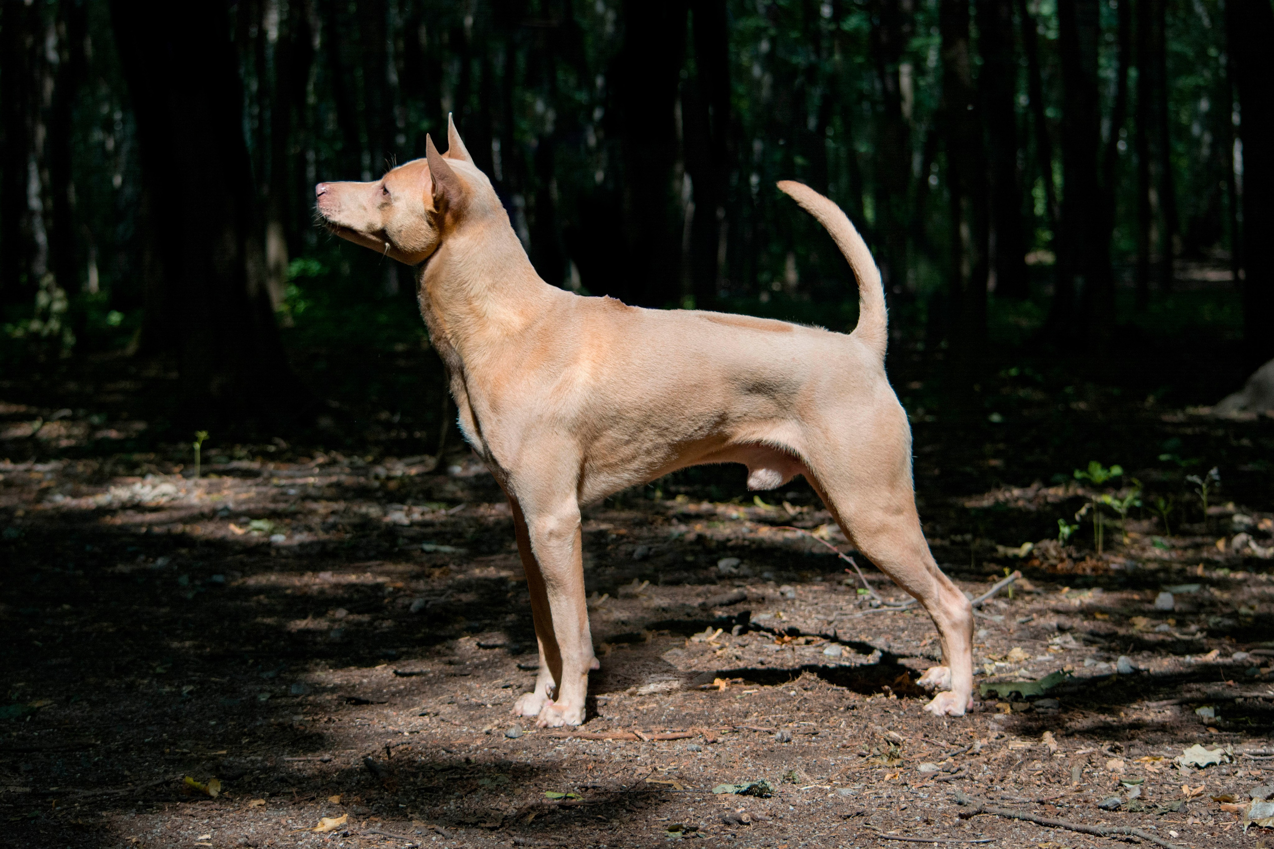 Animals. Фотограф Евгения Саботаж в г. Москва