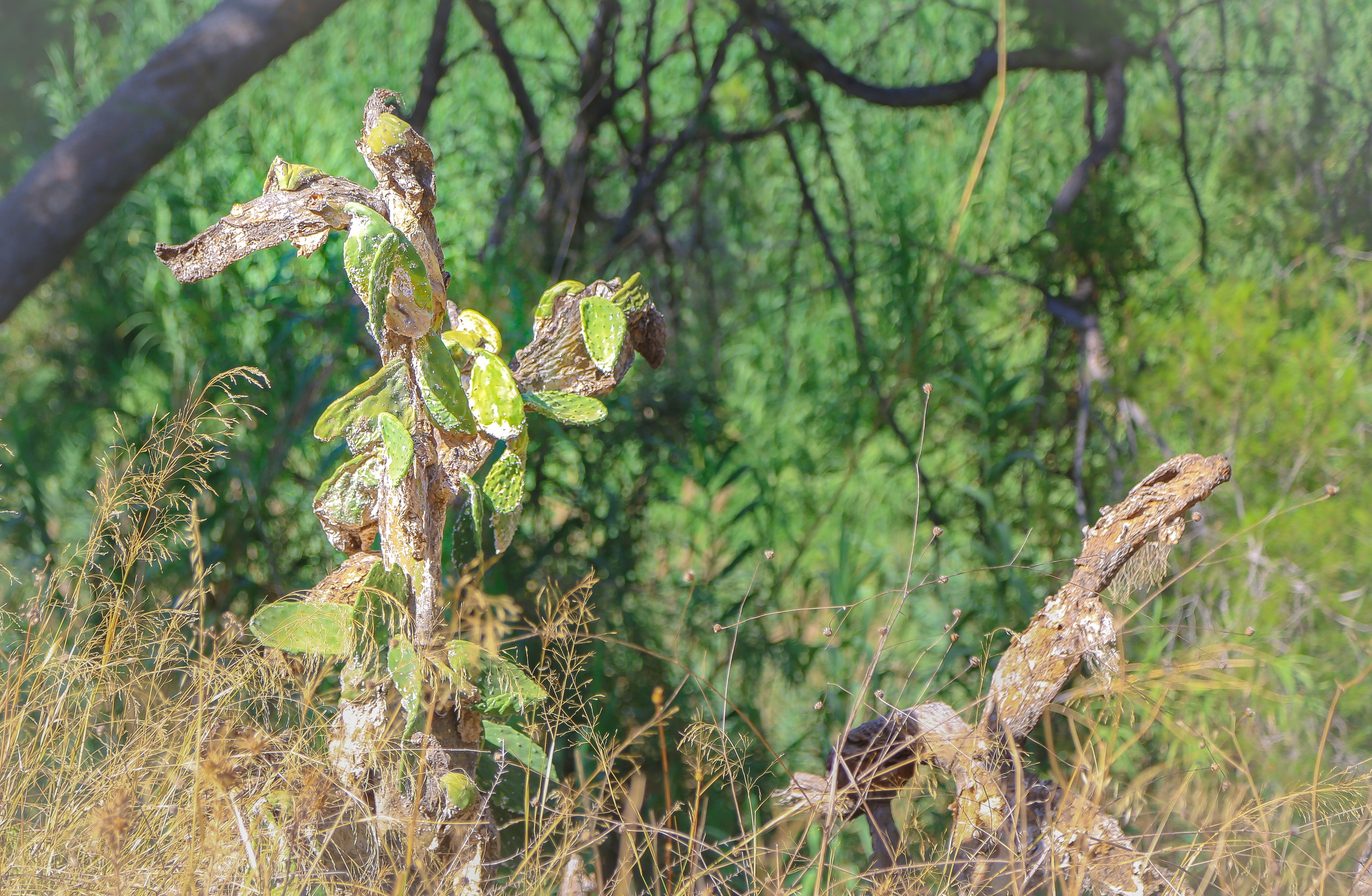 Испания: Мурсия и Арчена — взгляд с дистанции. Дарья Письменюк / Darya Leitstern — фотограф, музыкант, журналист, путешественник