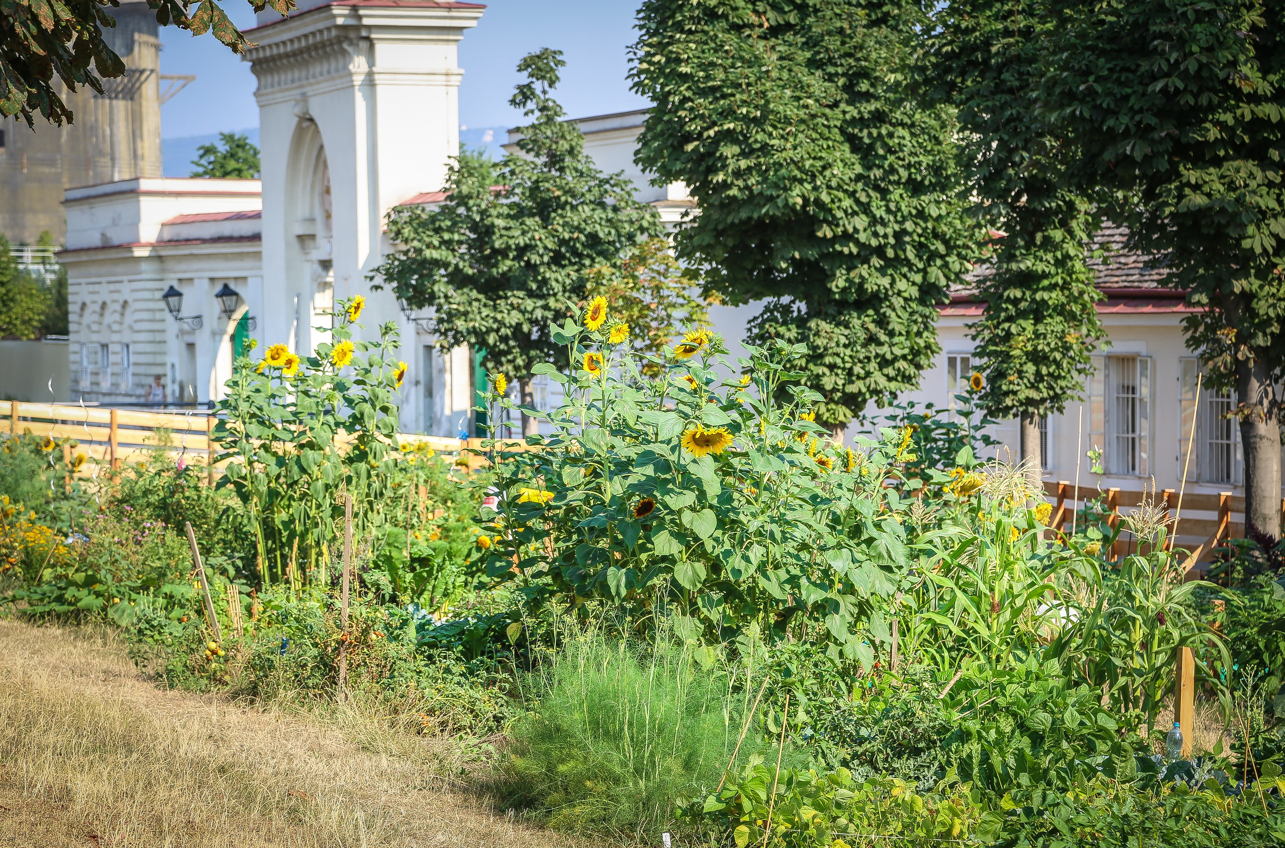 Австрия: Вена — Ратуша и Парламент, Пратер, Аугартен. Дарья Письменюк / Darya Leitstern — фотограф, музыкант, журналист, путешественник