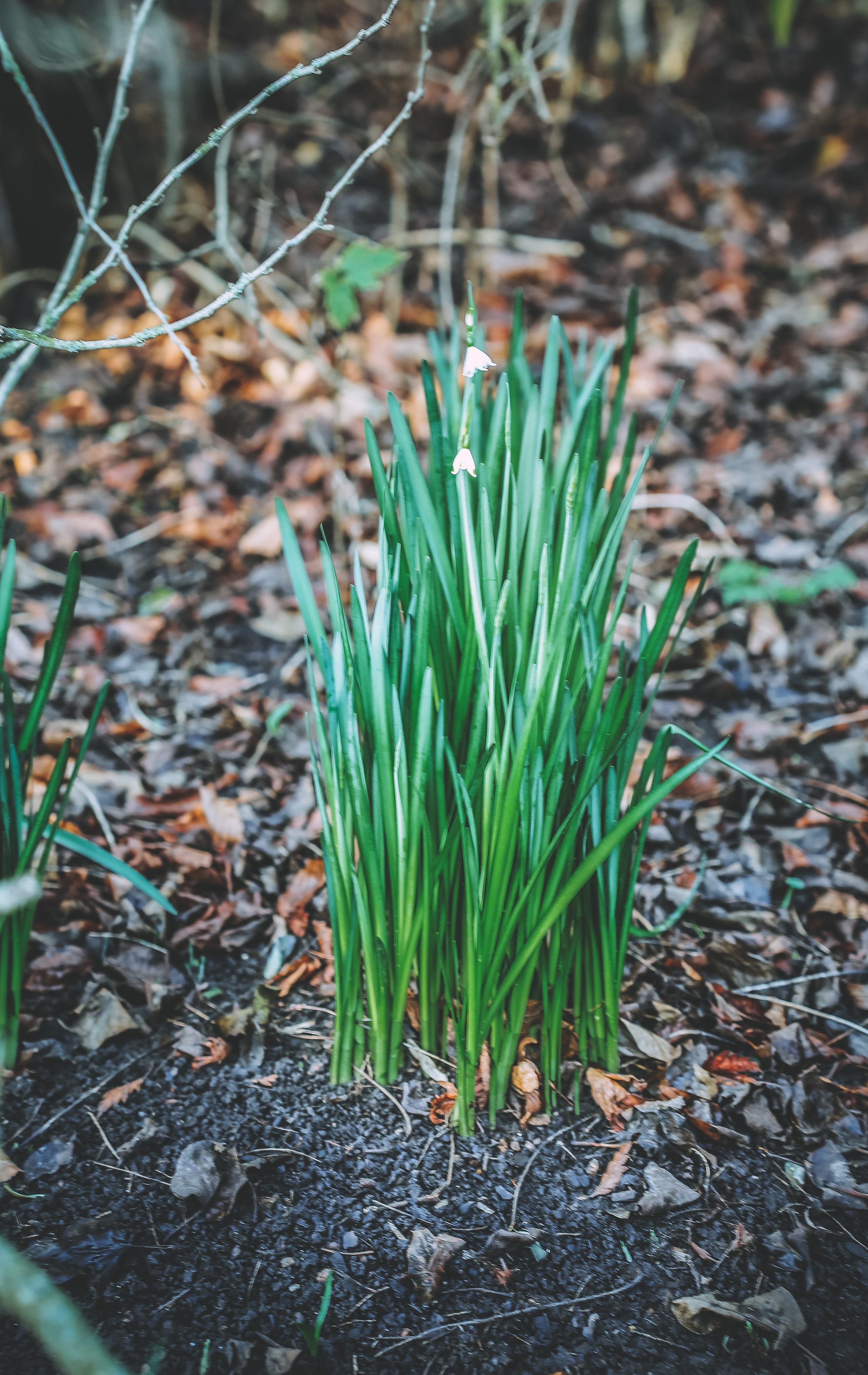 Англия: Лондон цветущий. Дарья Письменюк / Darya Leitstern — фотограф, музыкант, журналист, путешественник