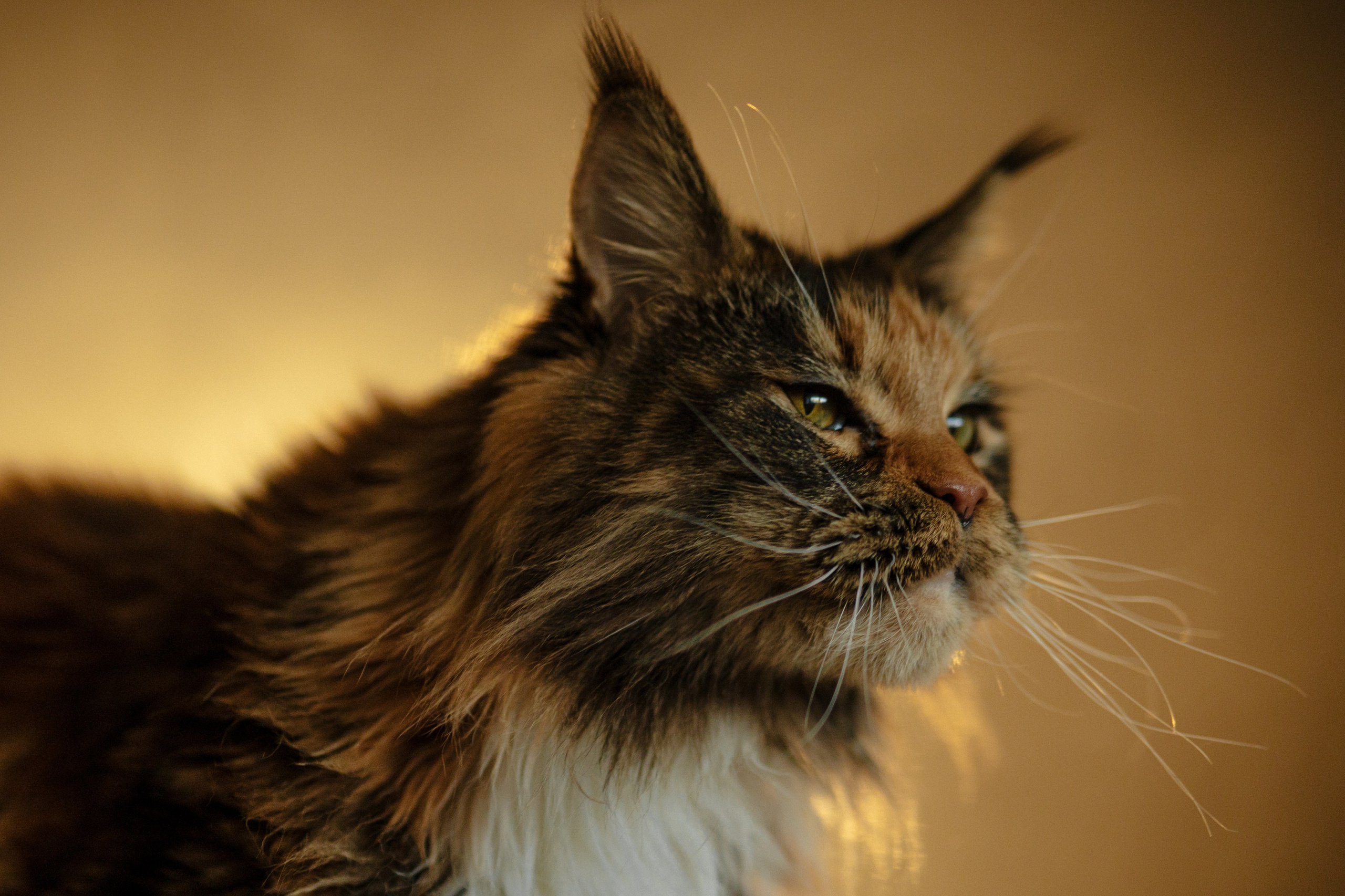 Флоки и Хисса. Фотограф в Санкт-Петербурге Алёна Губинская