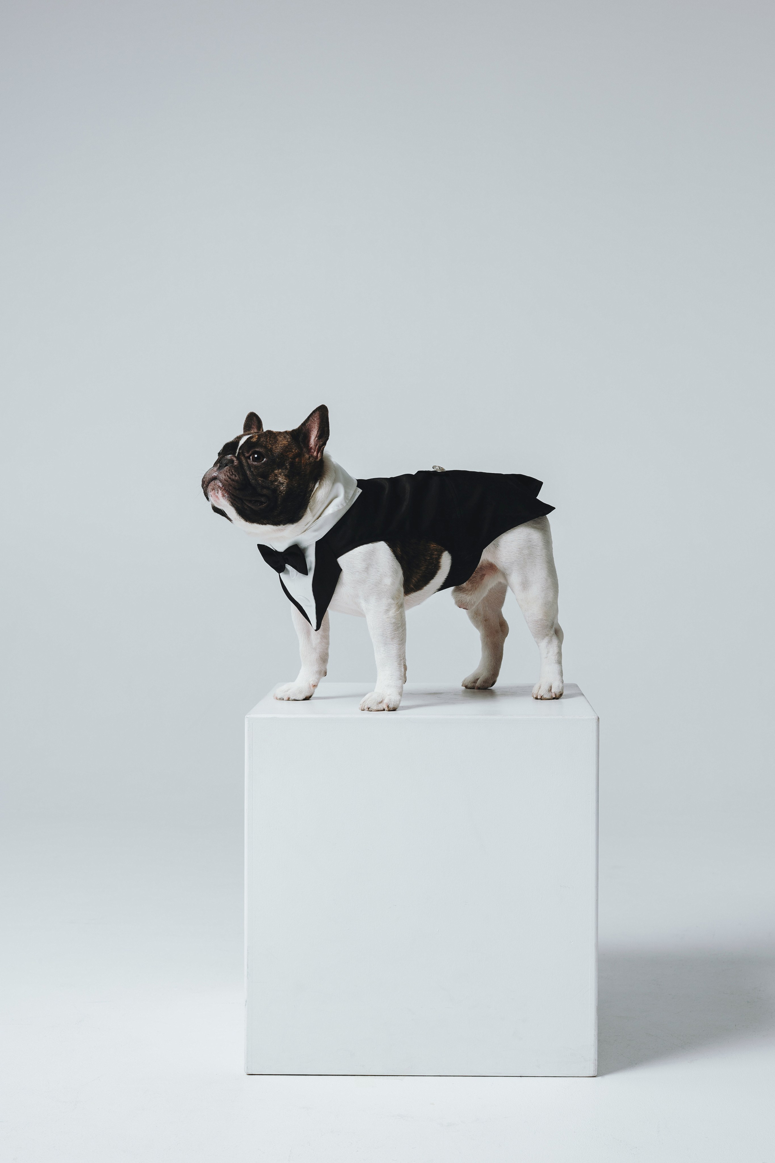 Анна, Юля, грогу и Винс. Фотограф — анималист Владивосток, Алина