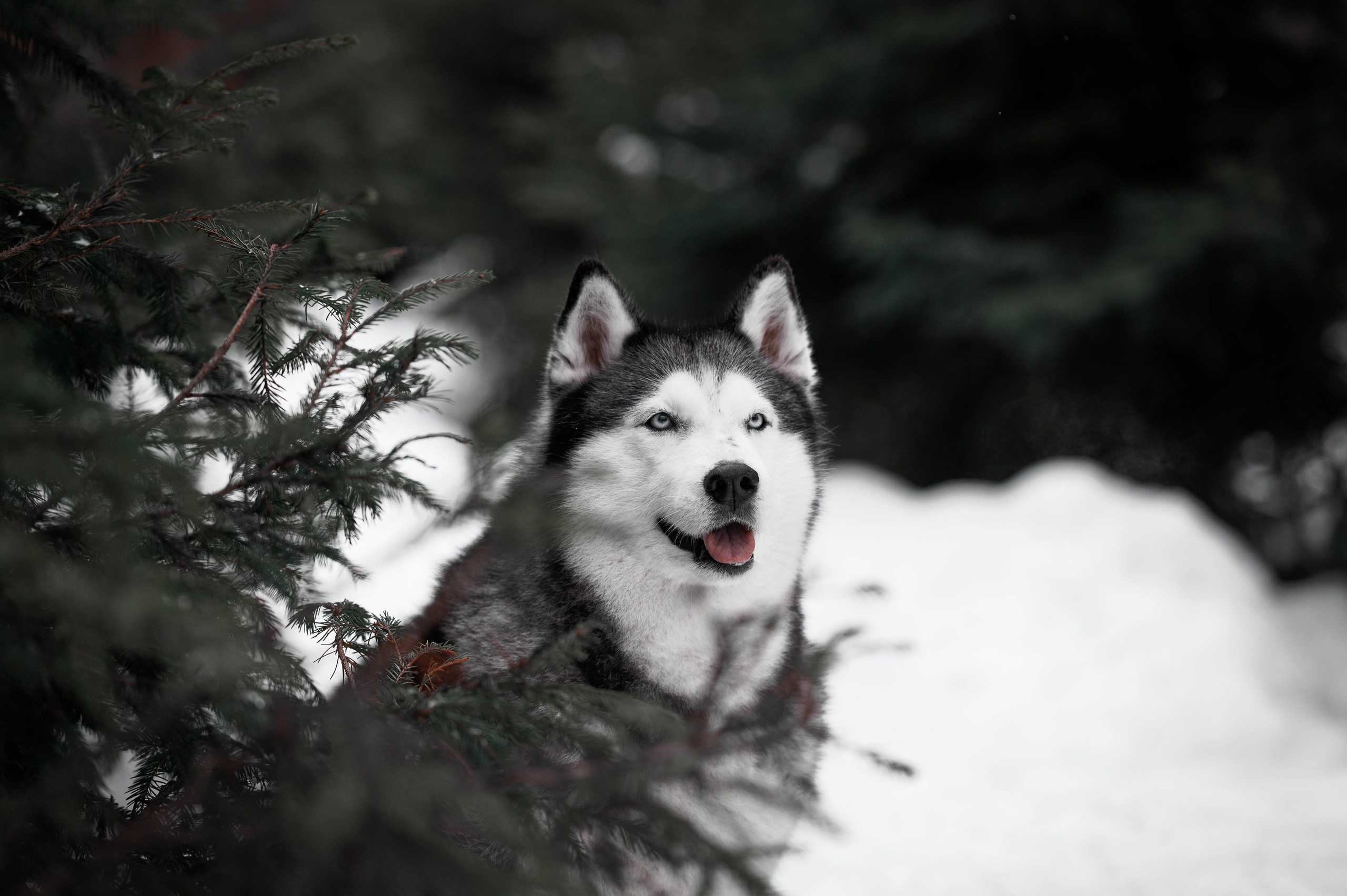 Шанель. Фотограф-анималист