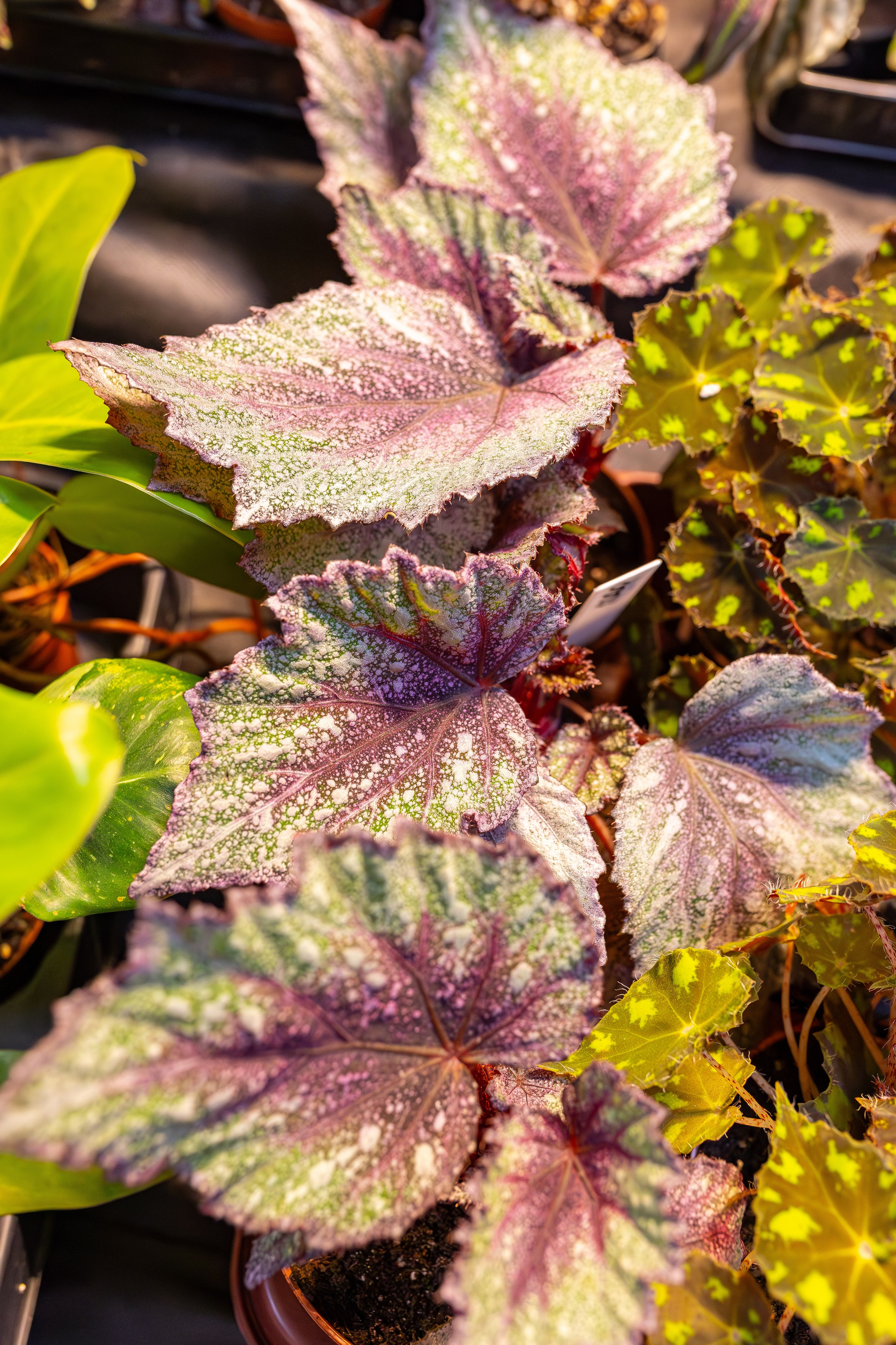 Монстериум апрель 2026. Александра Куликова фотограф, Москва