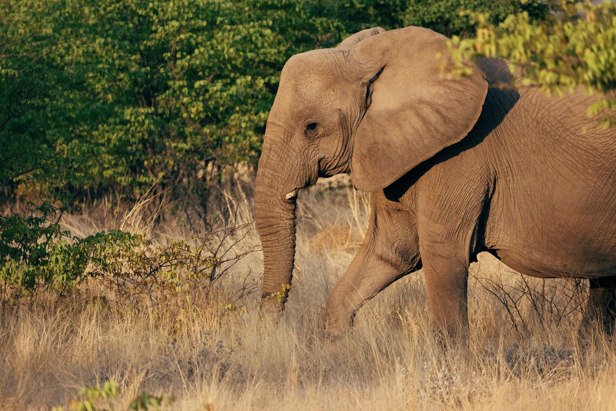 НАМИБИЯ. Роадтрип