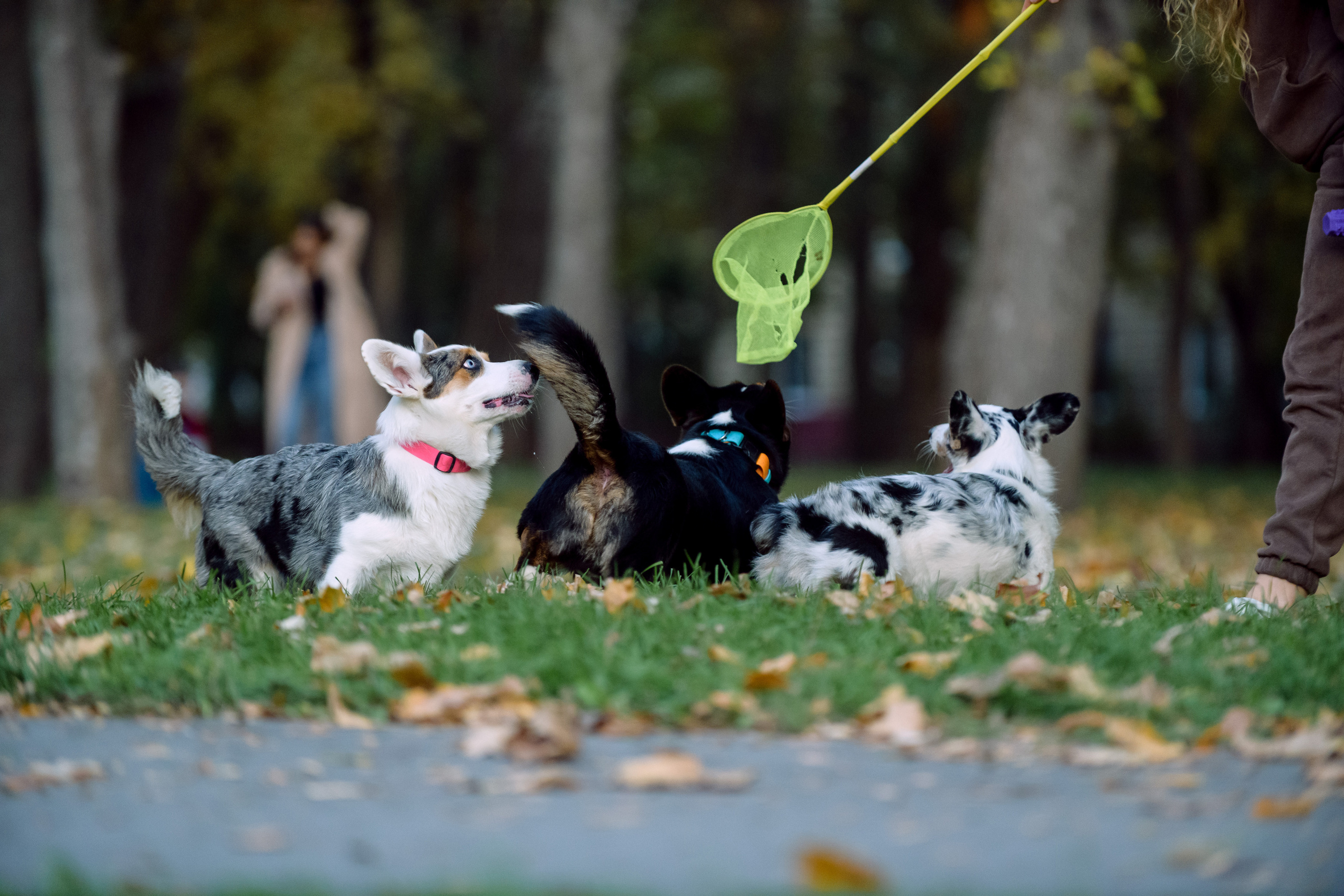 Фотосессия с вашей собакой. Фотограф в Ростове-на-Дону Маркер Елена