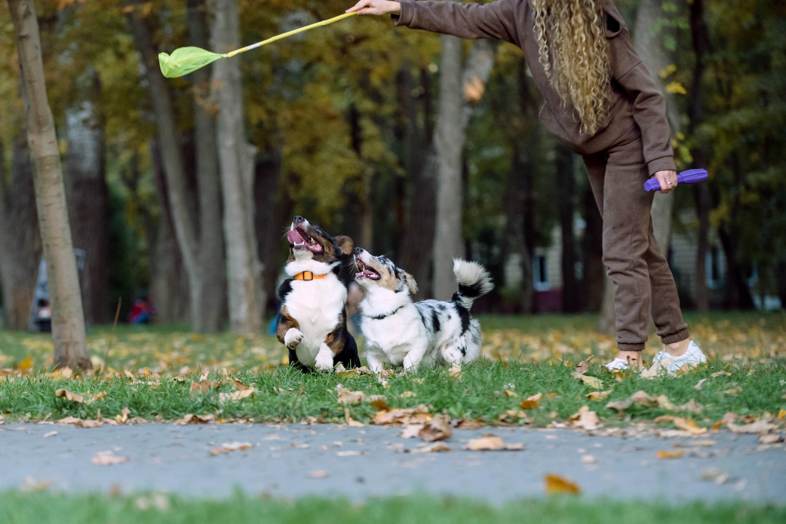 Фотосессия с вашей собакой. Фотограф в Ростове-на-Дону Маркер Елена