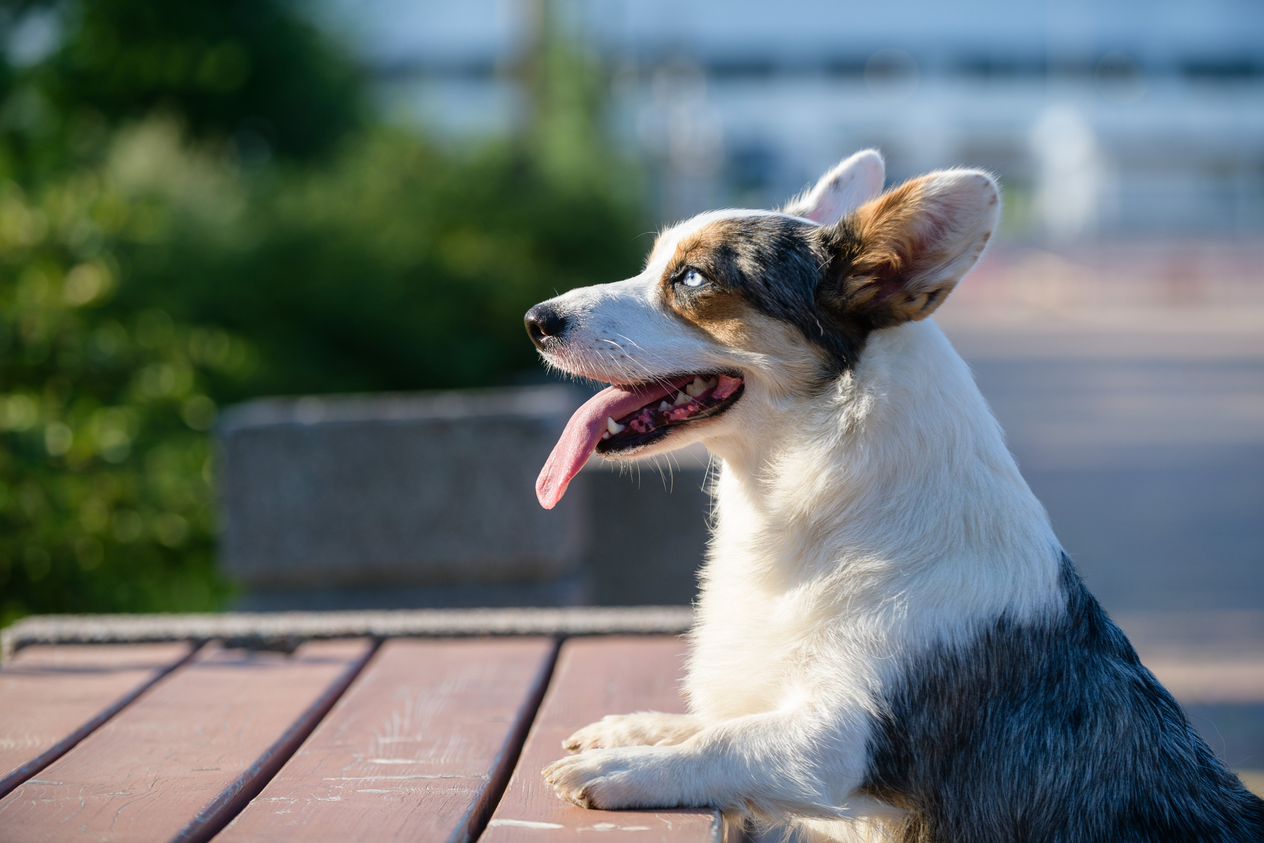 Фотосессия с вашей собакой. Фотограф в Ростове-на-Дону Маркер Елена