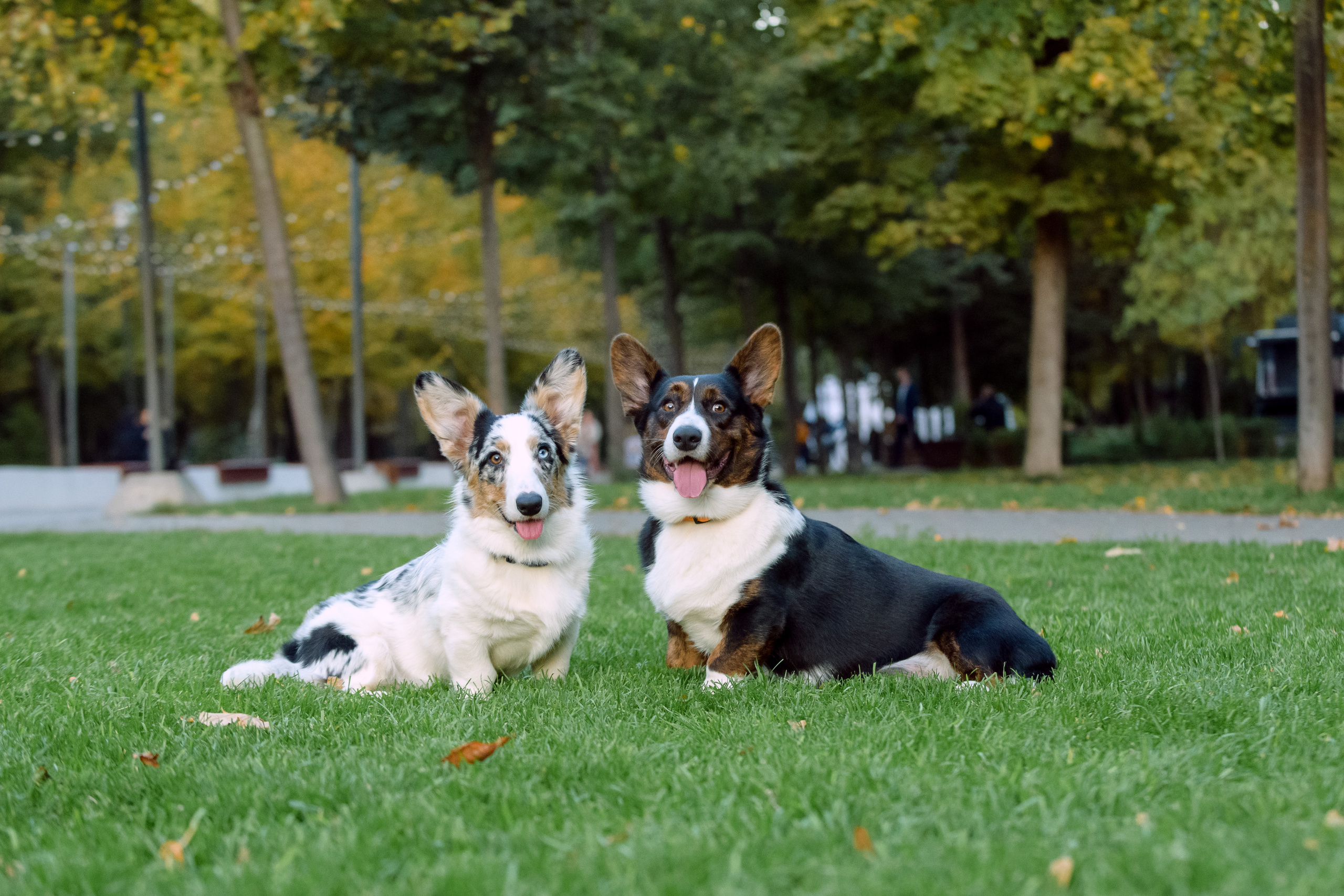 Фотосессия с вашей собакой. Фотограф в Ростове-на-Дону Маркер Елена