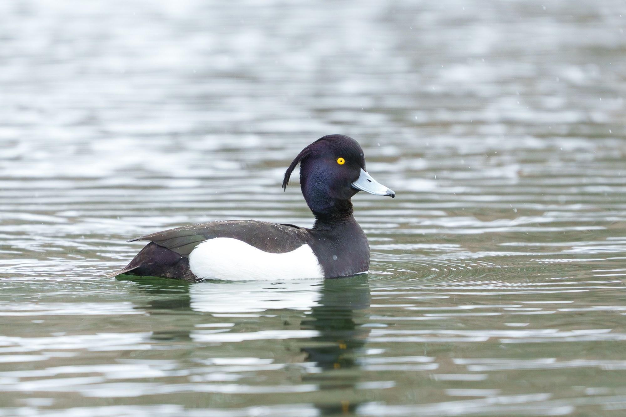 Удивительные мир птиц. Вокруг нас столько прекрасного — присмотритесь!. Ваш личный фотограф Марина Волкова