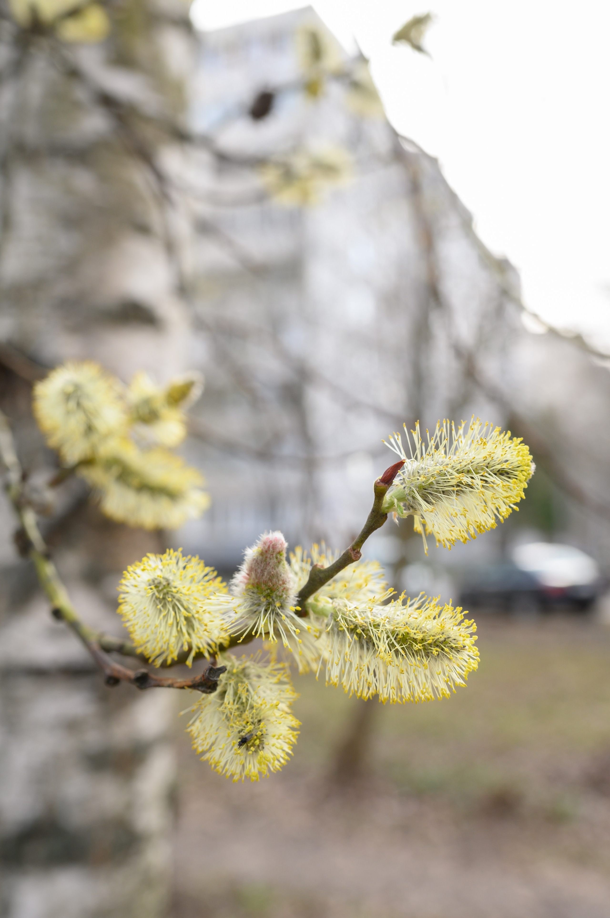 Молодая листва. Анна Боровикова, фотограф Пушкино
