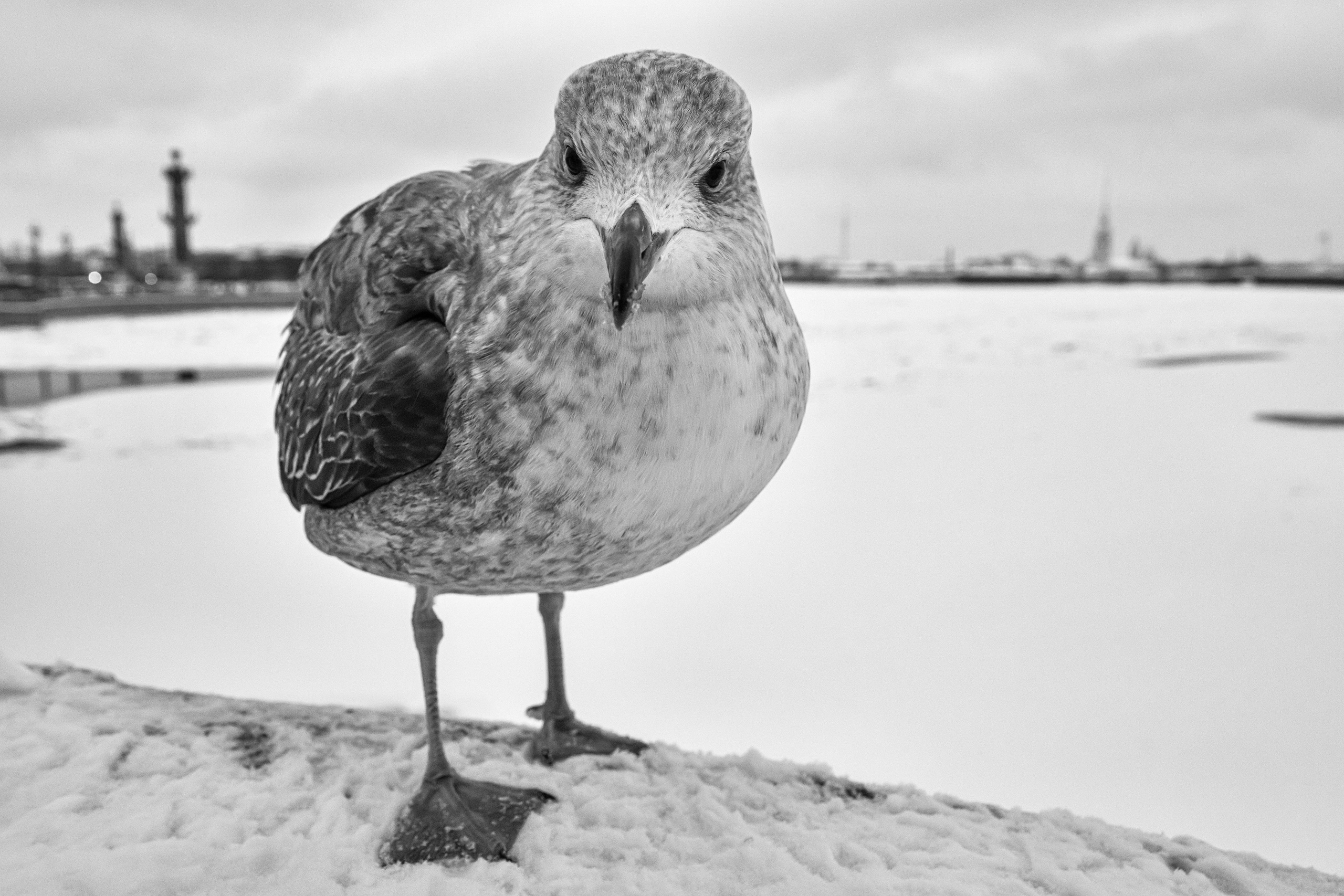 Dimitri Bakhtadze, black and white photos. Dimitri Bakhtadze photographer