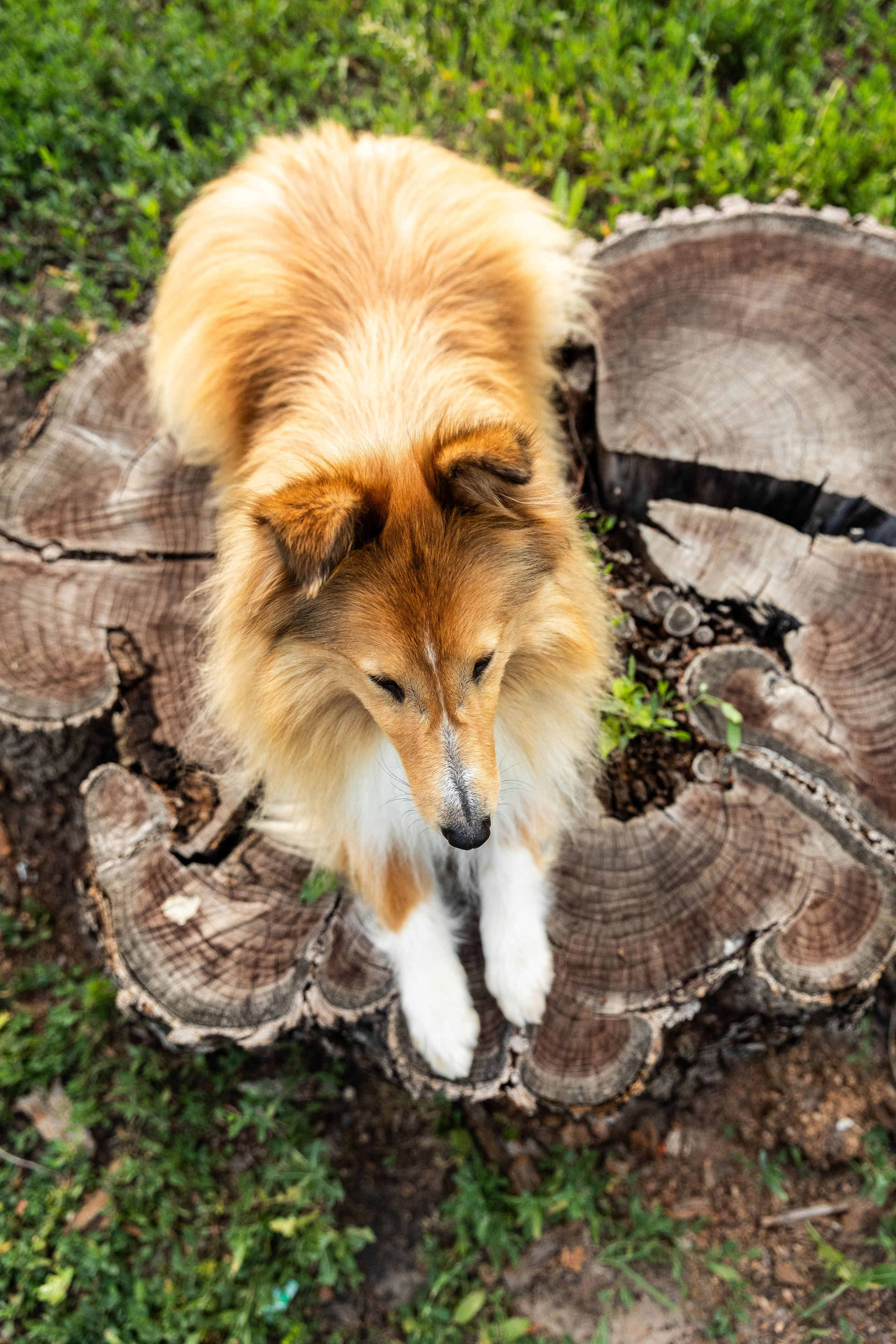 Сара и Лена. Фотограф-АниМалист Анна Абрамова