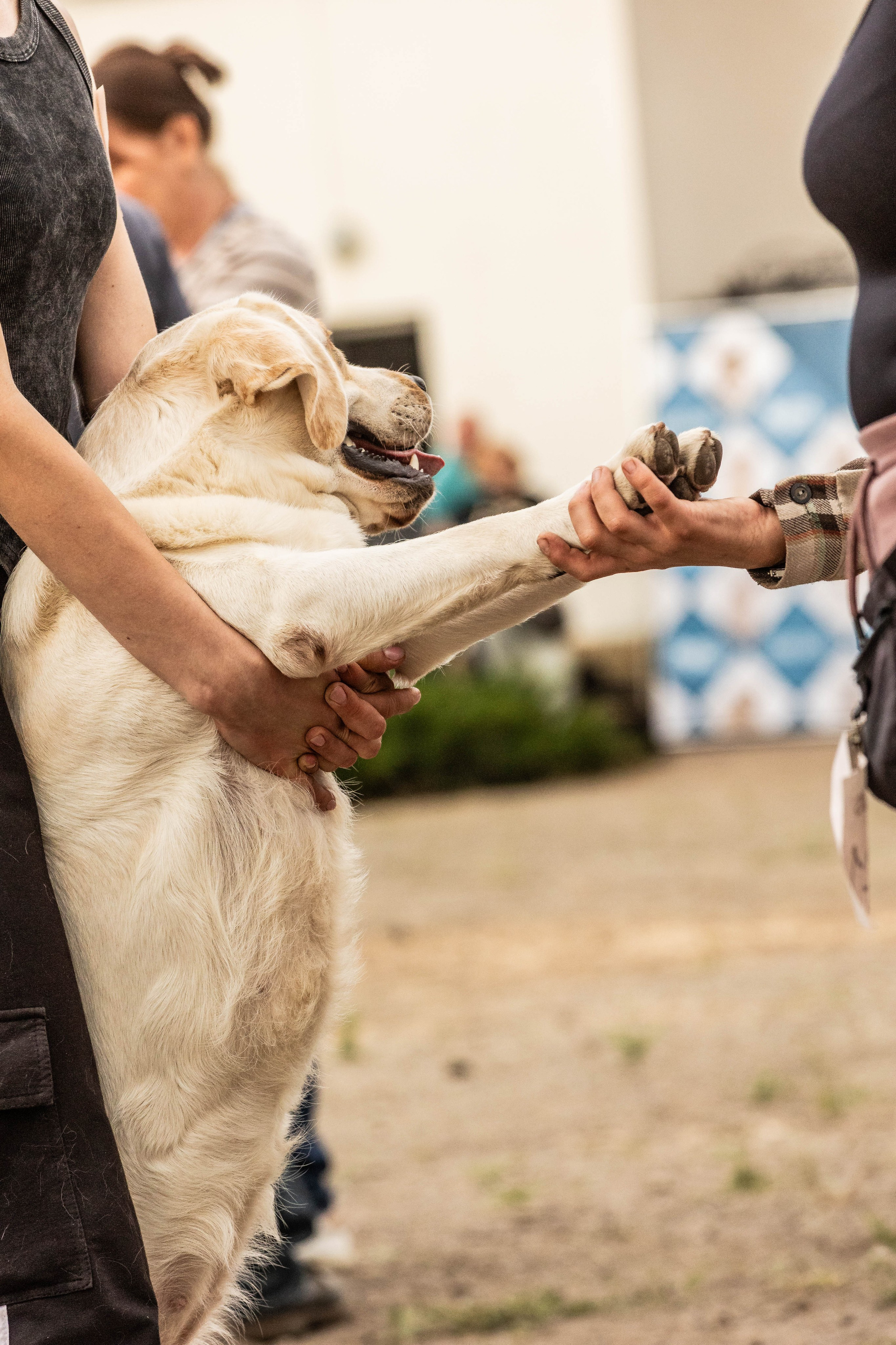 Репортаж (фото с выставок). Фотограф-АниМалист Анна Абрамова