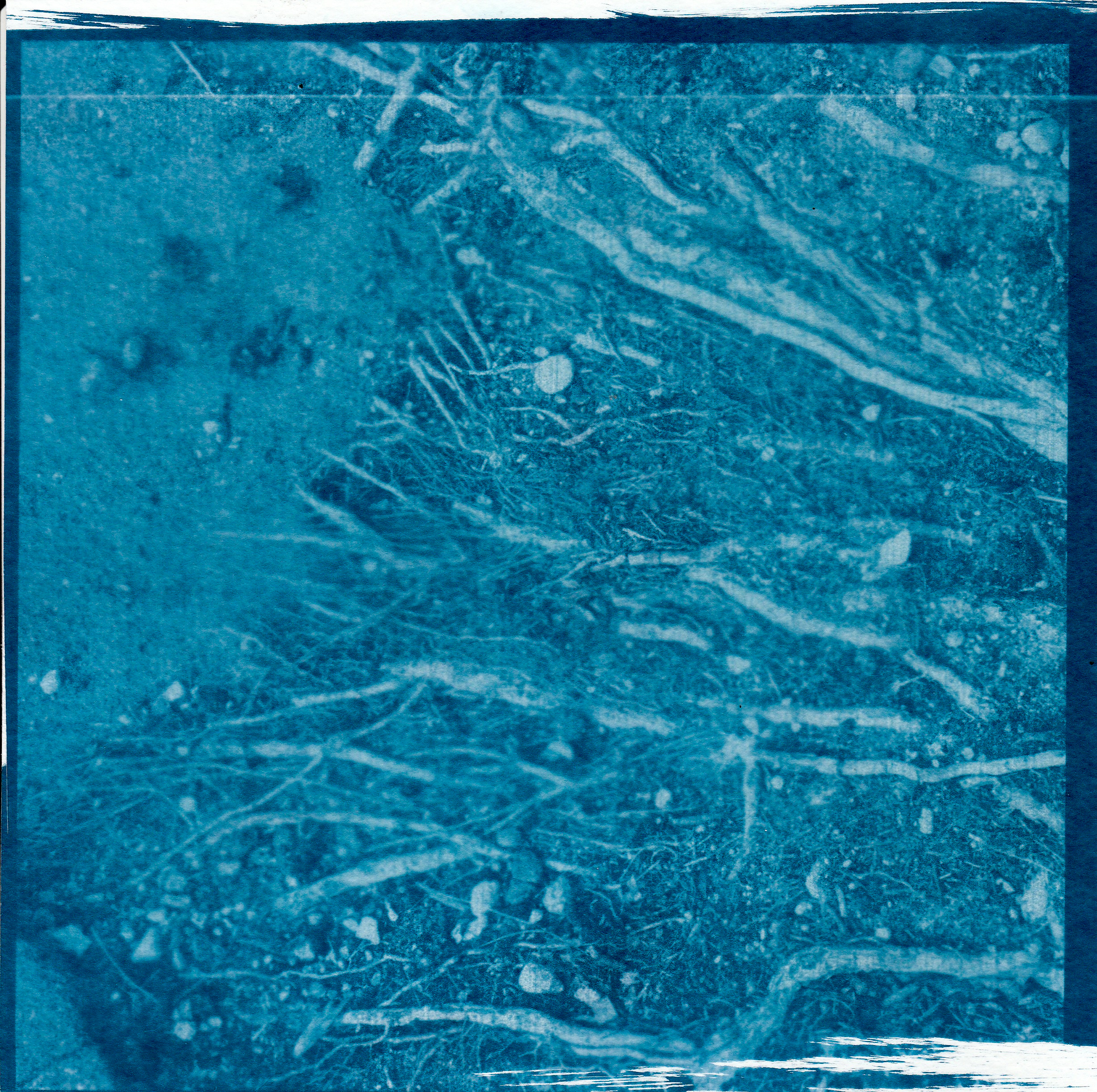 Cyanotype. Julia Gorbunova