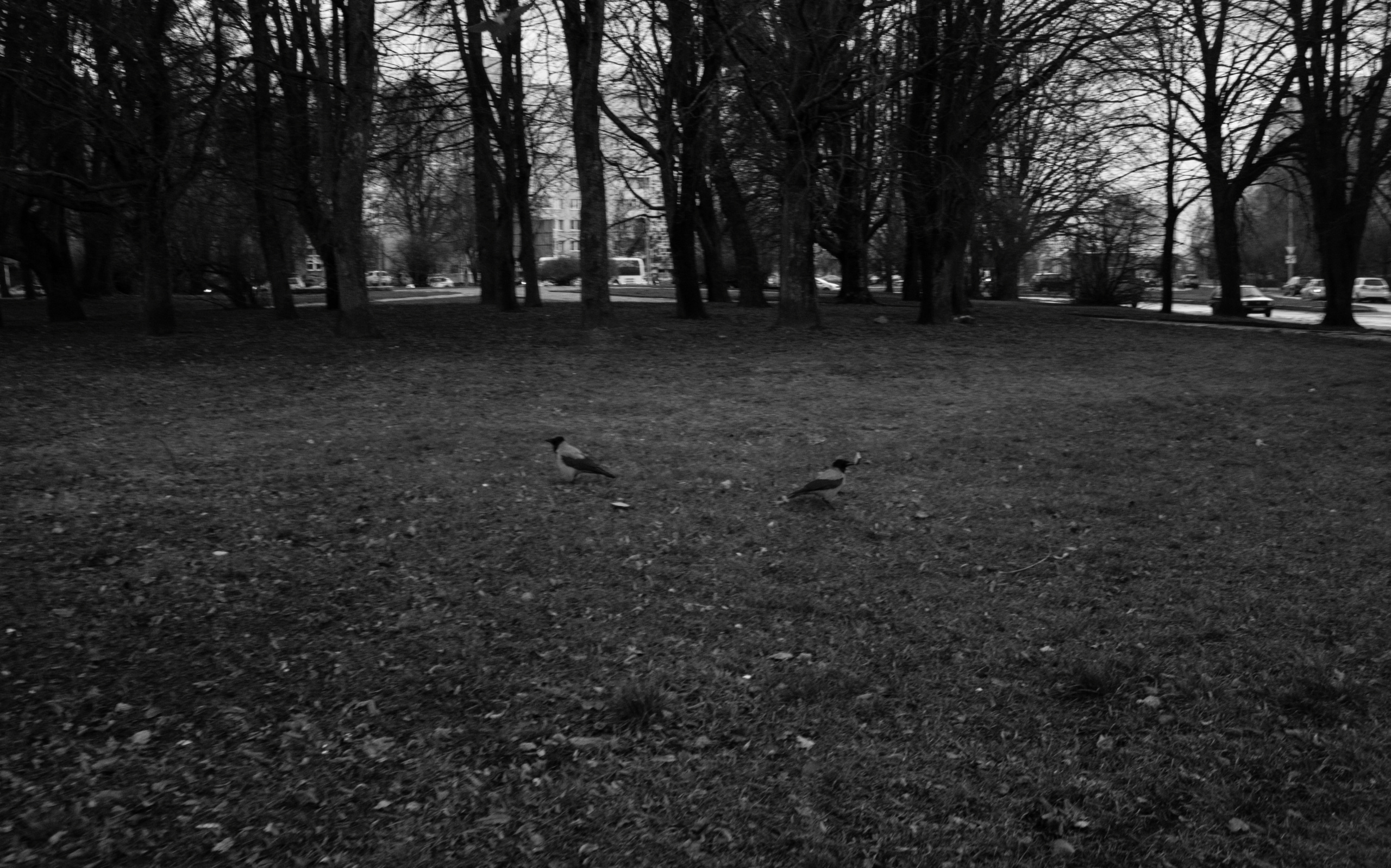 Endless season. Julia Gorbunova